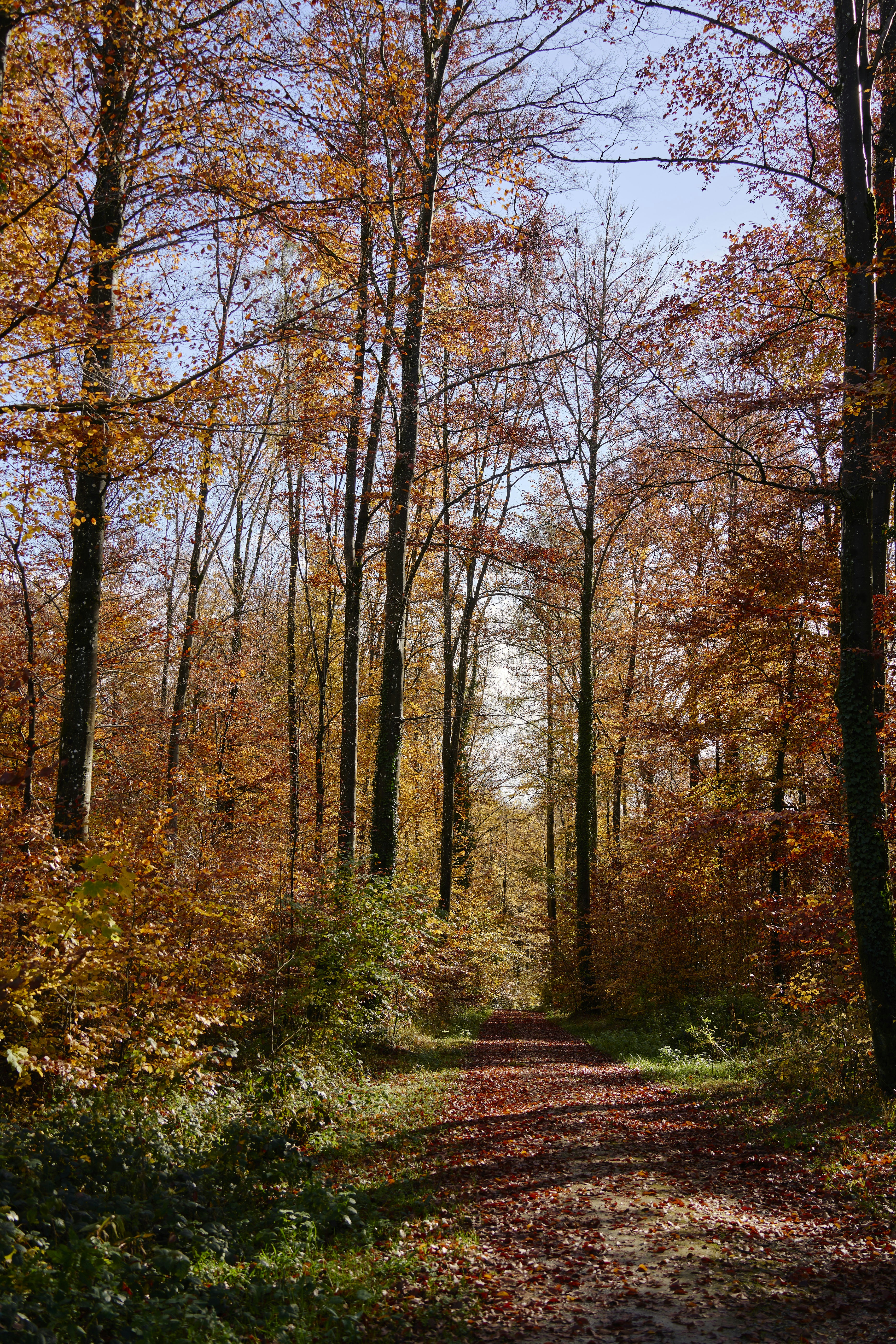 Photo by wolfgang_hasselmann