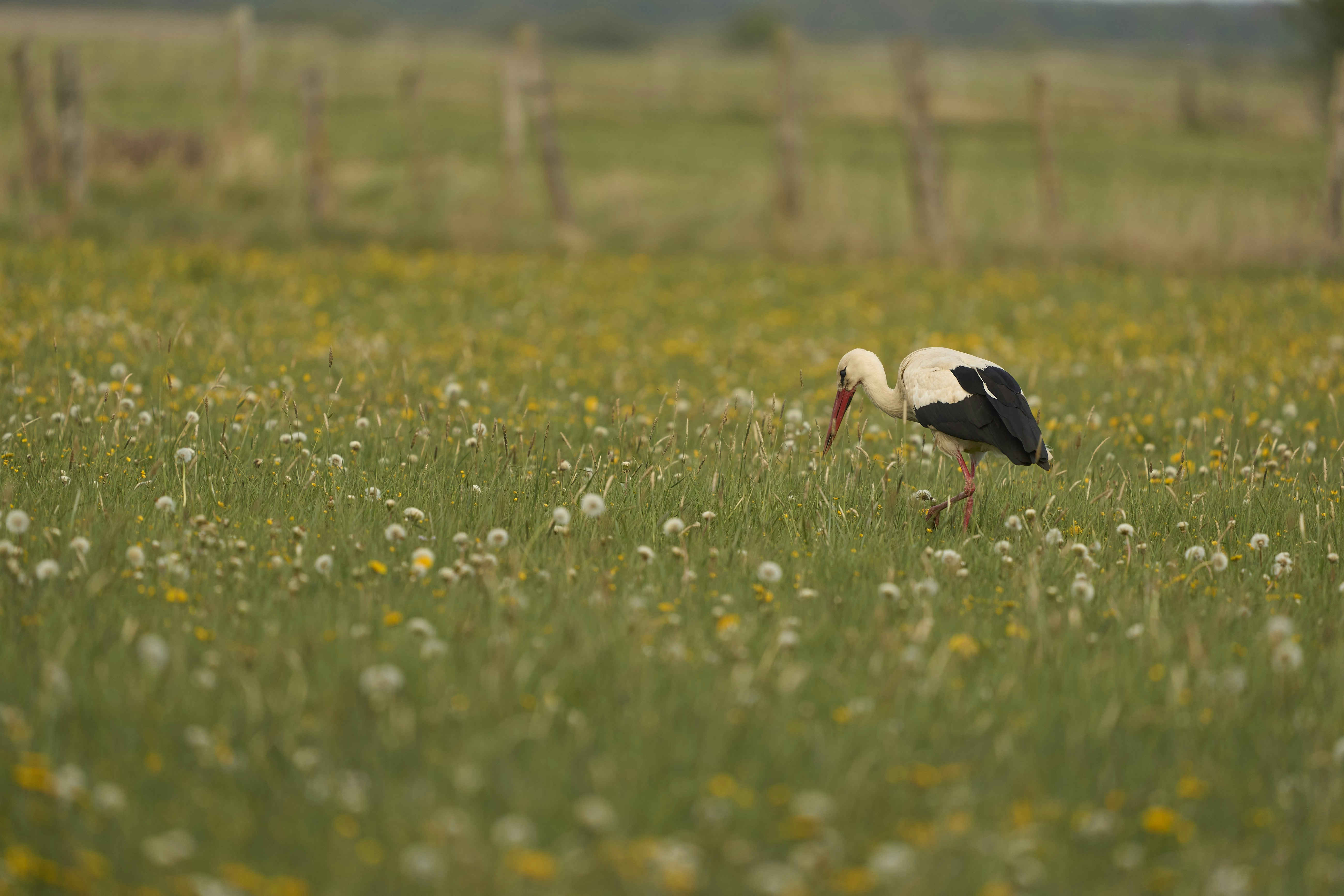 Photo by wolfgang_hasselmann