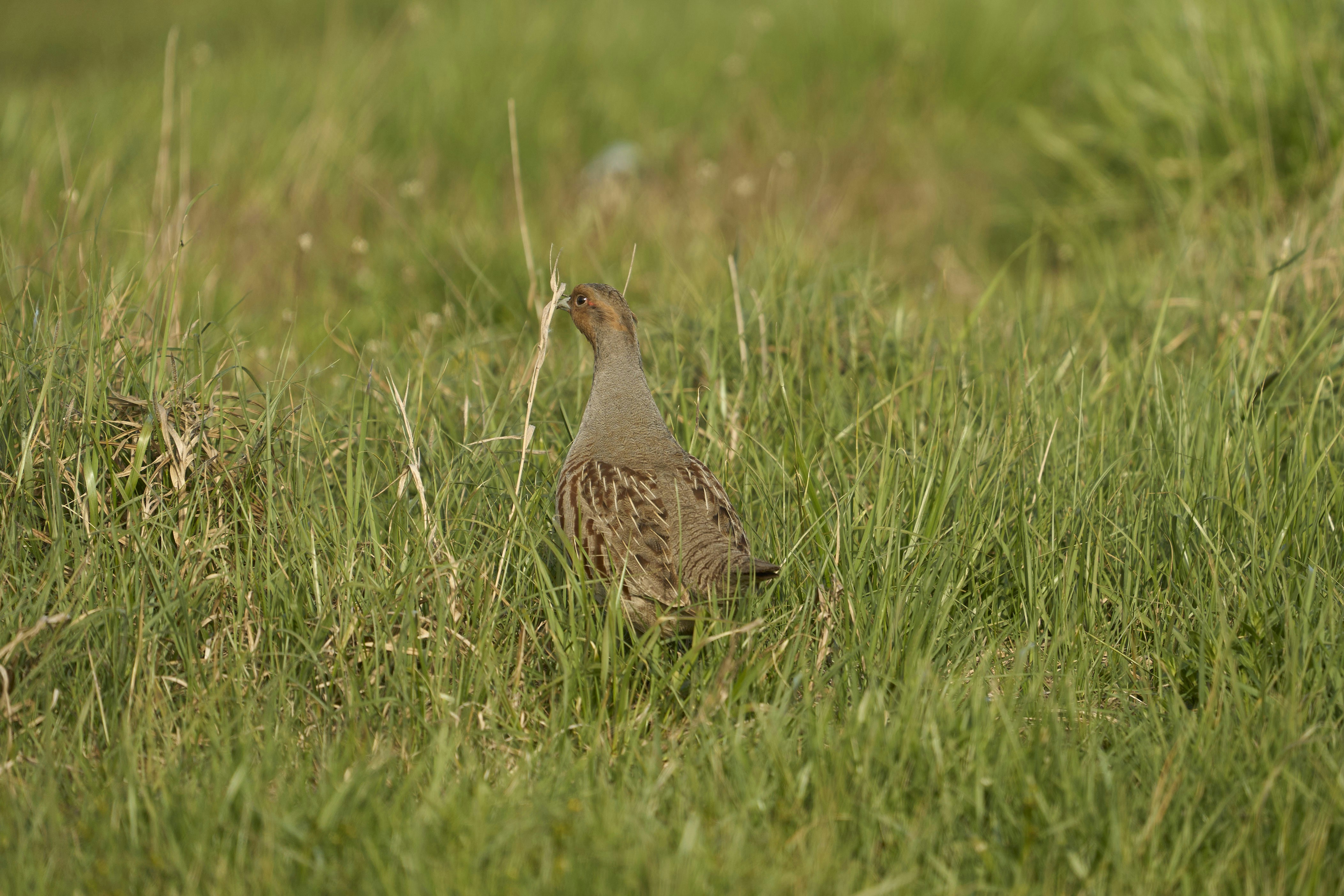 Photo by wolfgang_hasselmann