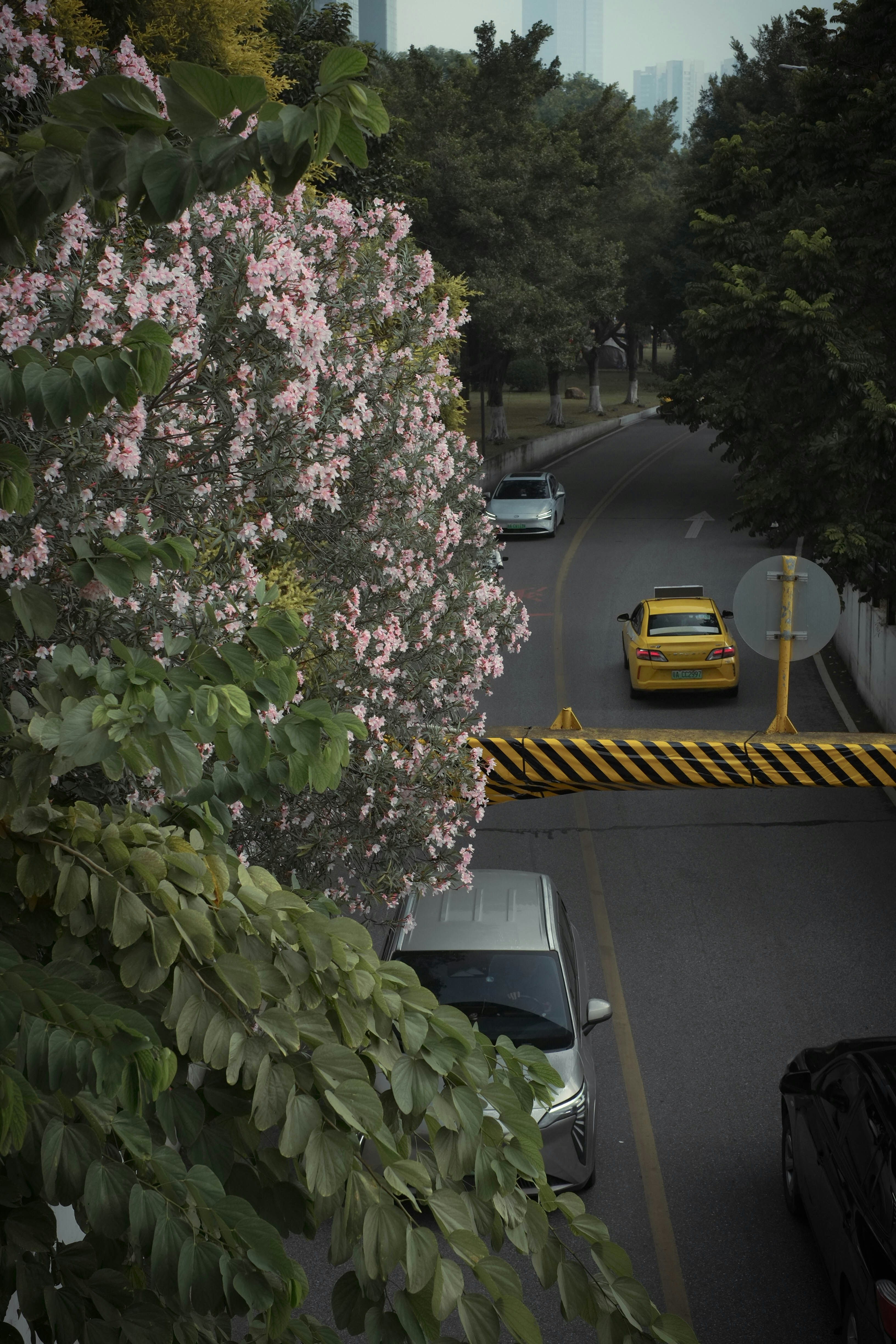 Cars drive on a road with trees and flowers.
