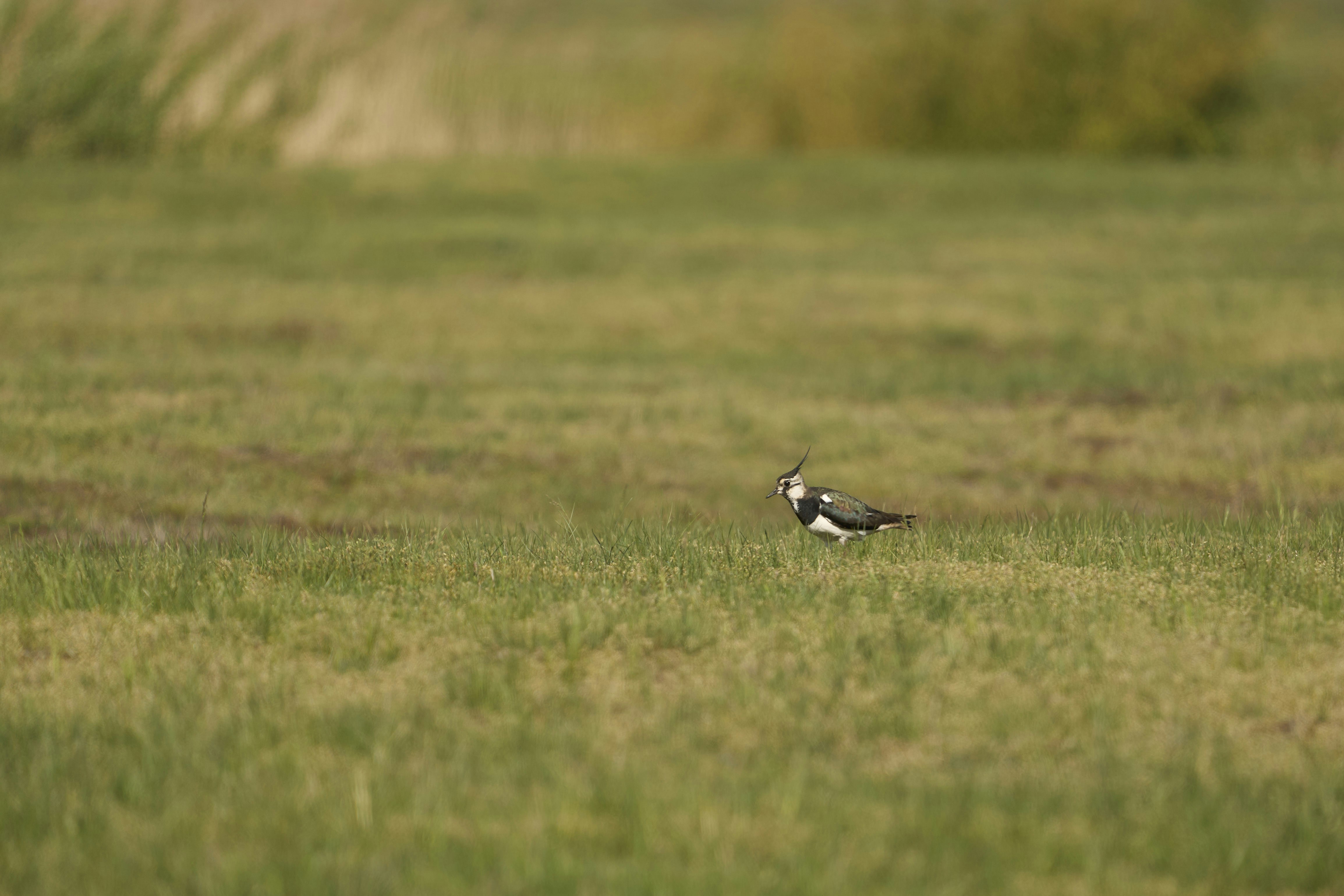 Photo by wolfgang_hasselmann