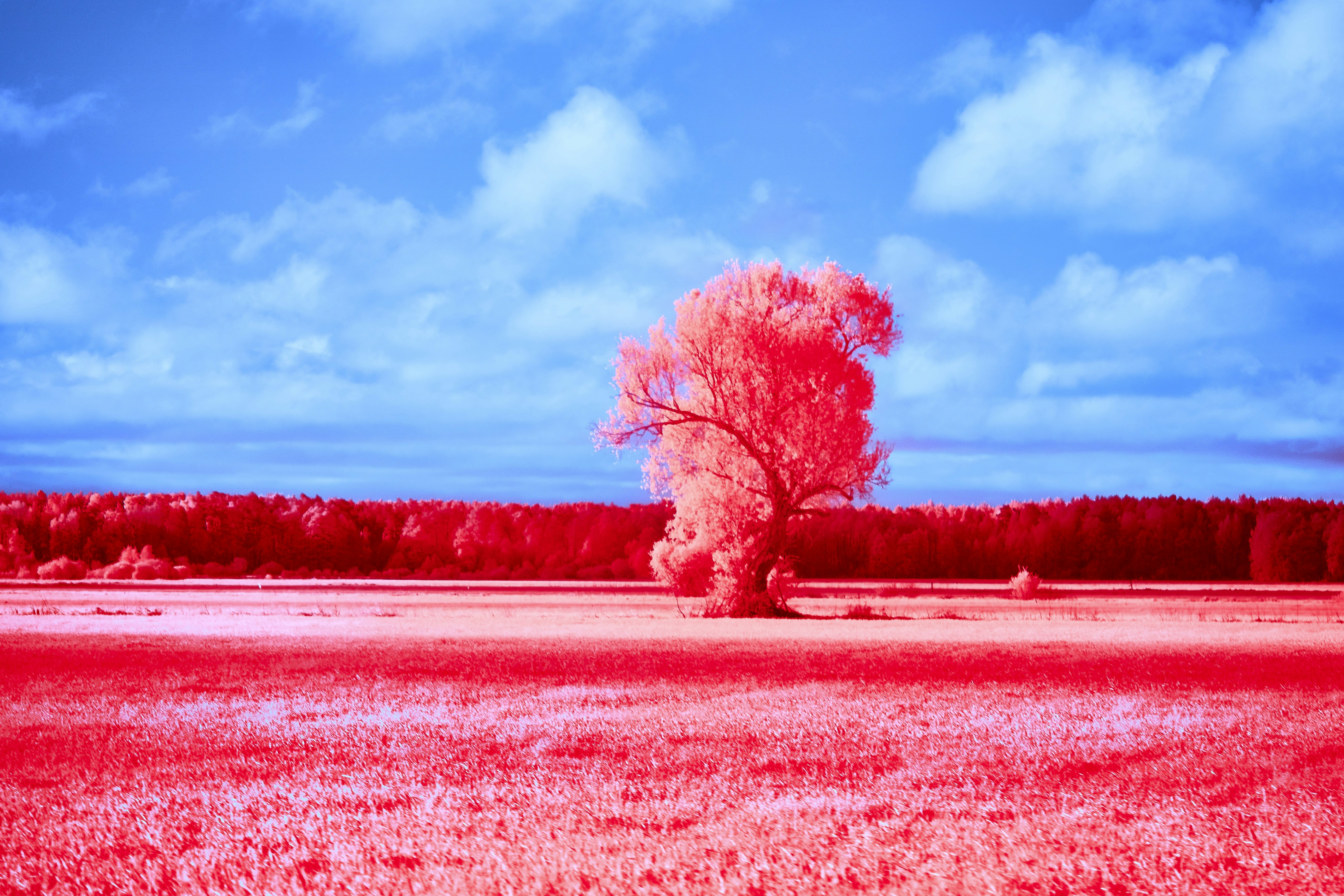 Photo by wolfgang_hasselmann