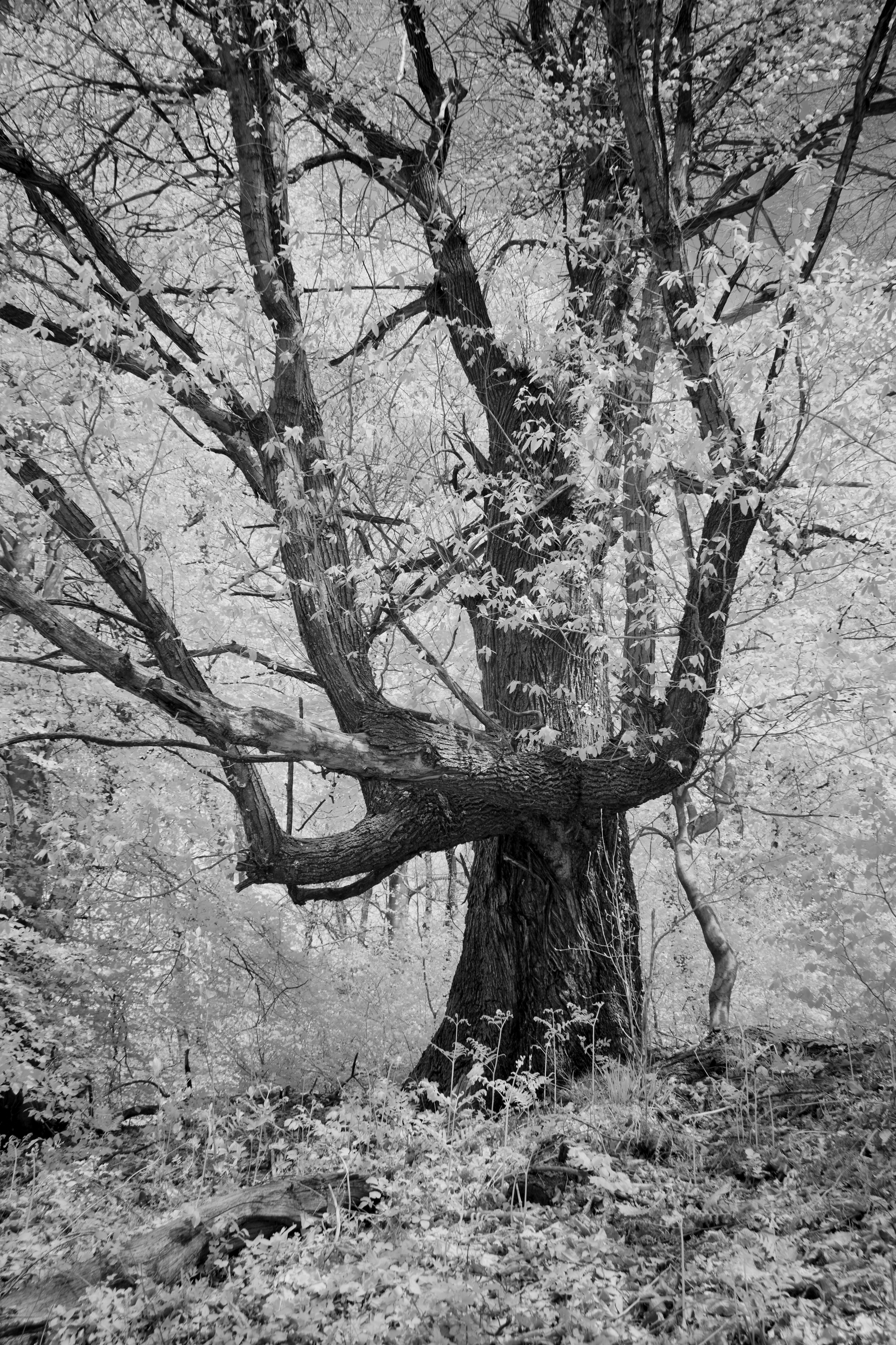 Photo by wolfgang_hasselmann