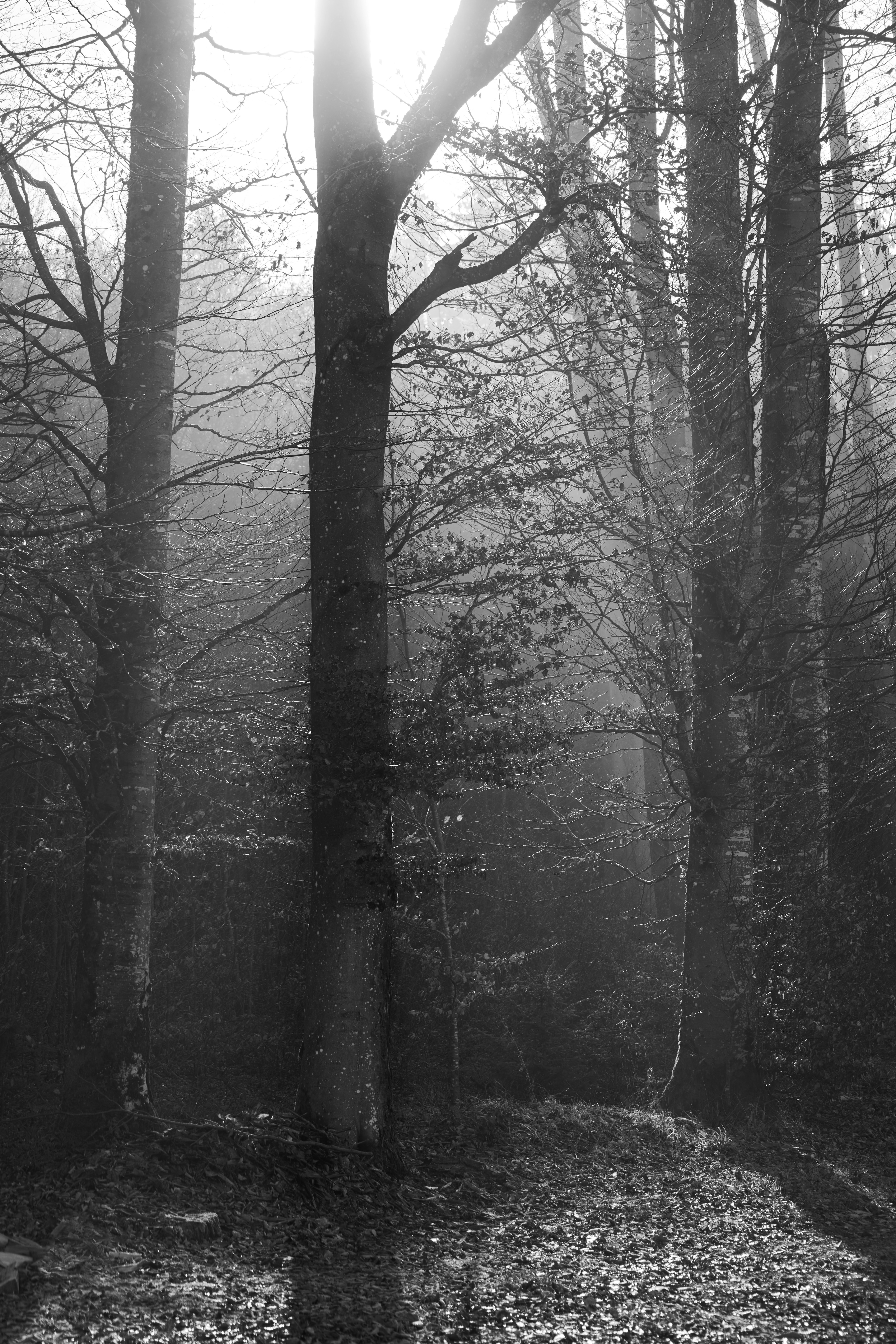 Photo by wolfgang_hasselmann