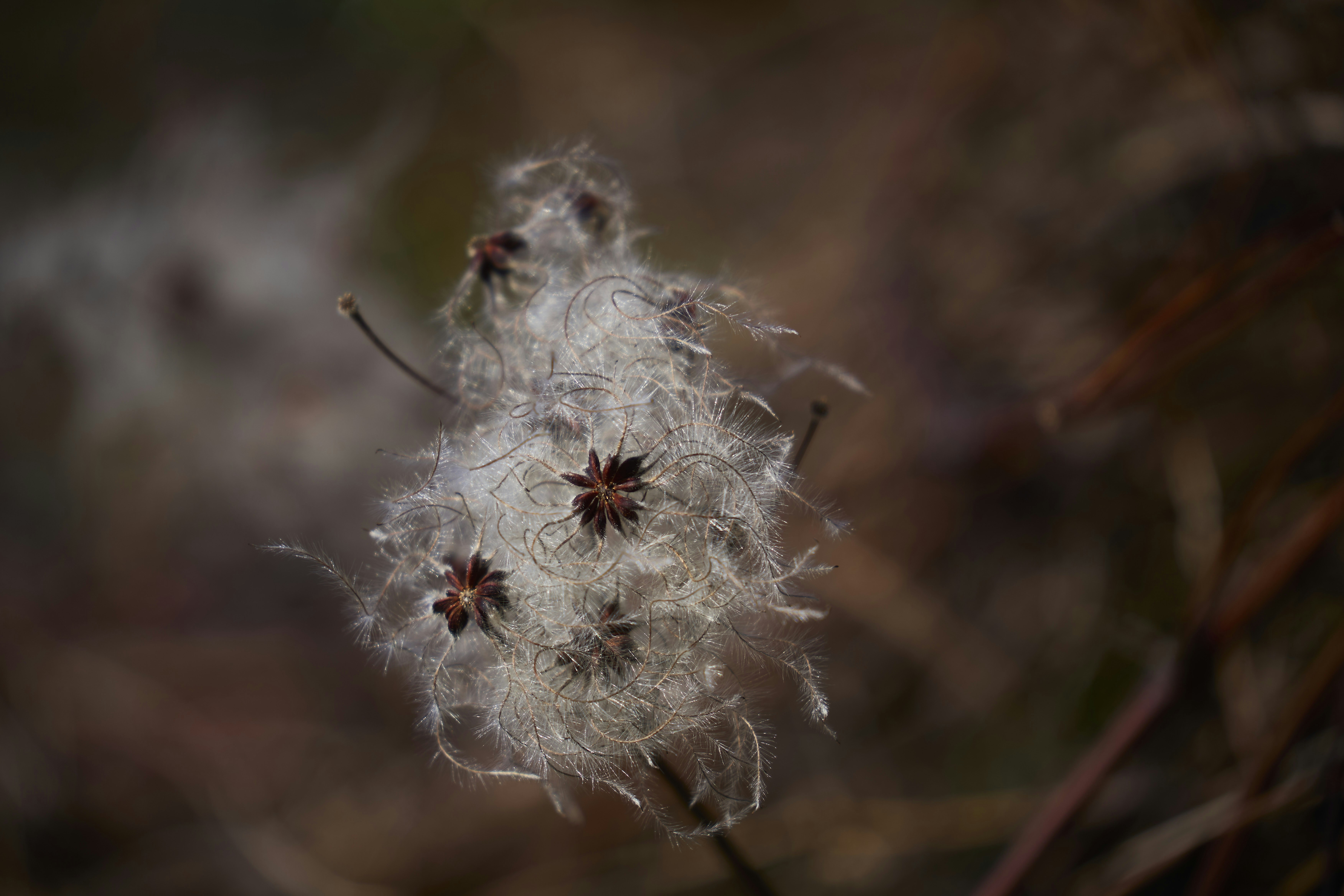 Photo by wolfgang_hasselmann