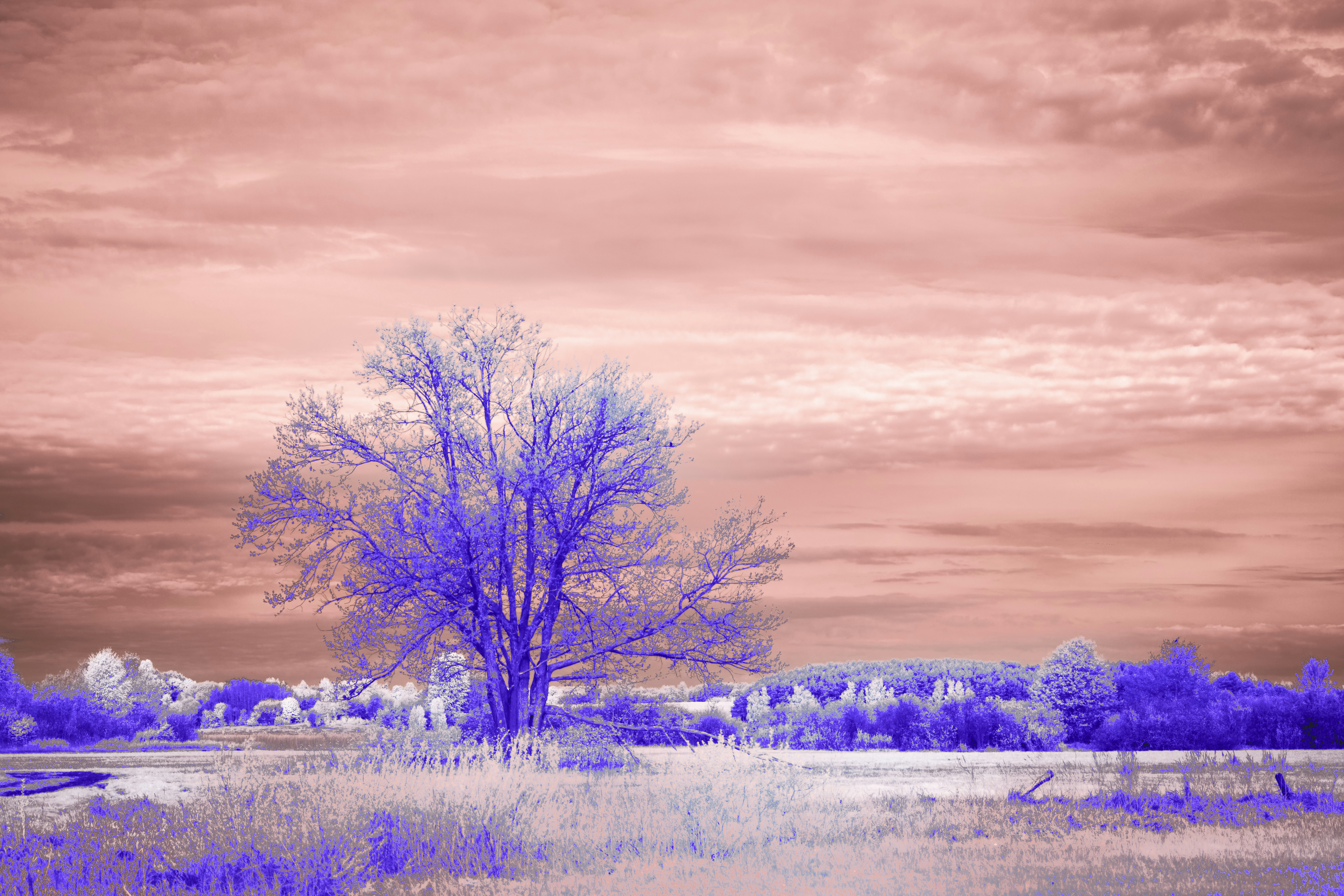 Photo by wolfgang_hasselmann