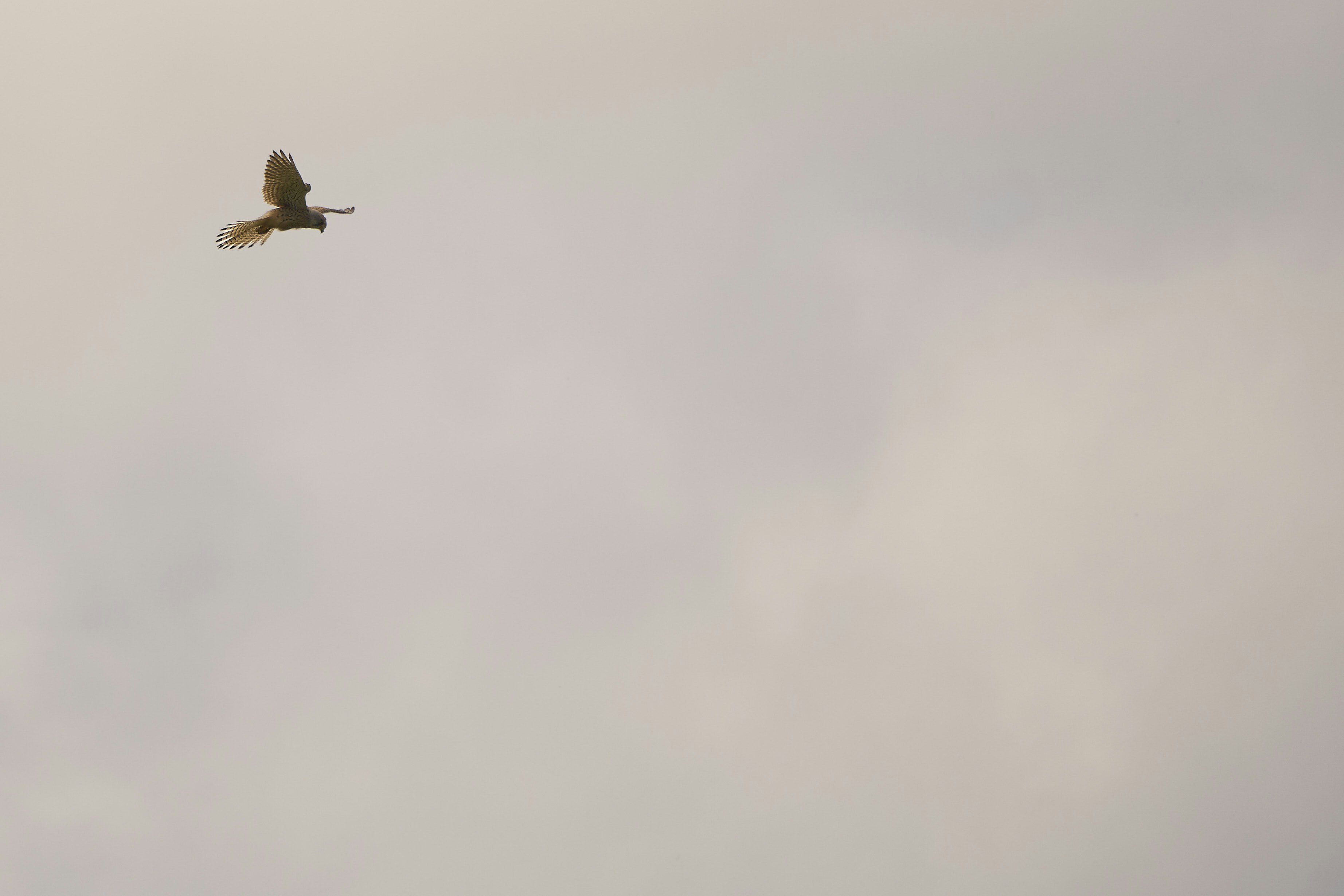 Photo by wolfgang_hasselmann