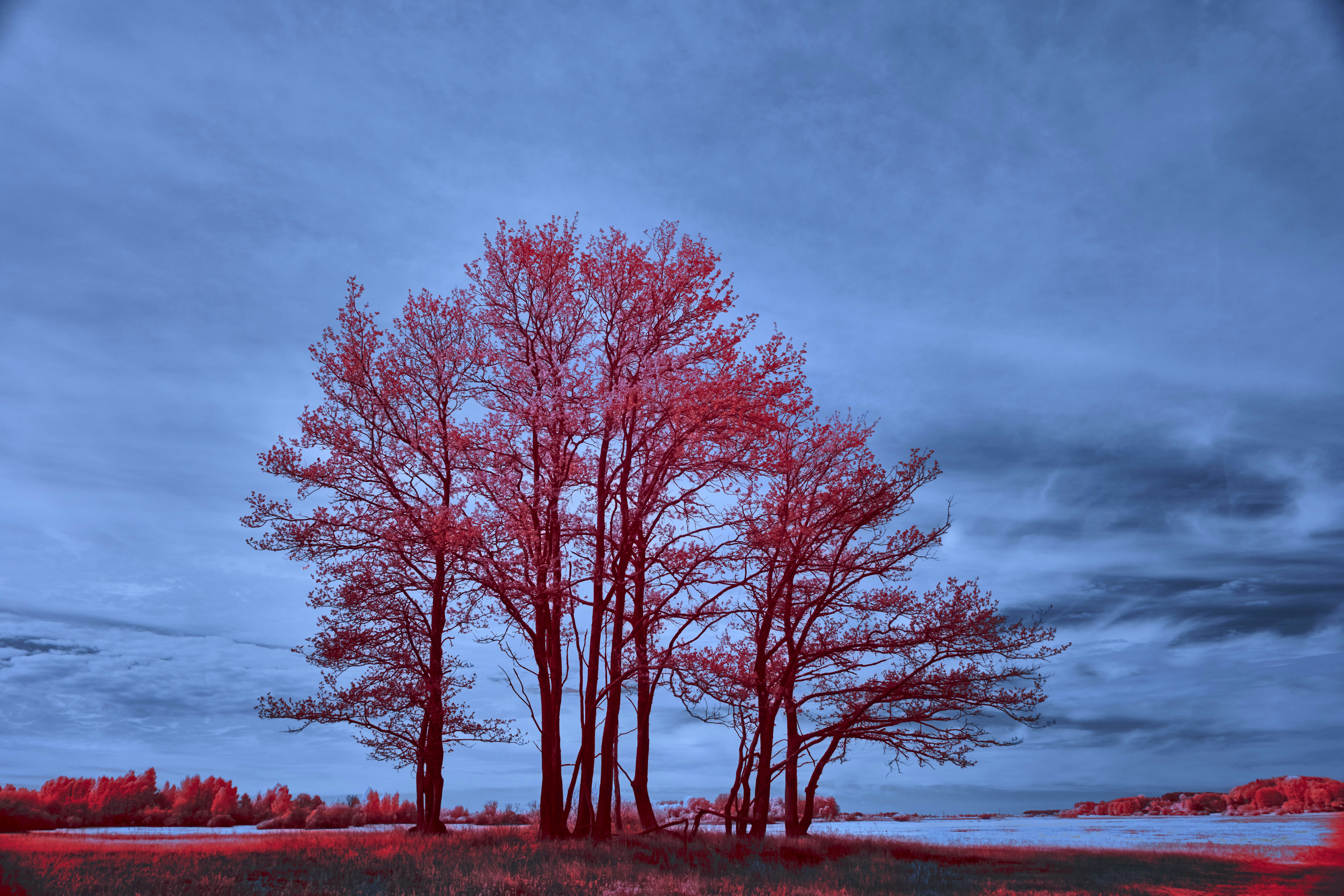 Photo by wolfgang_hasselmann