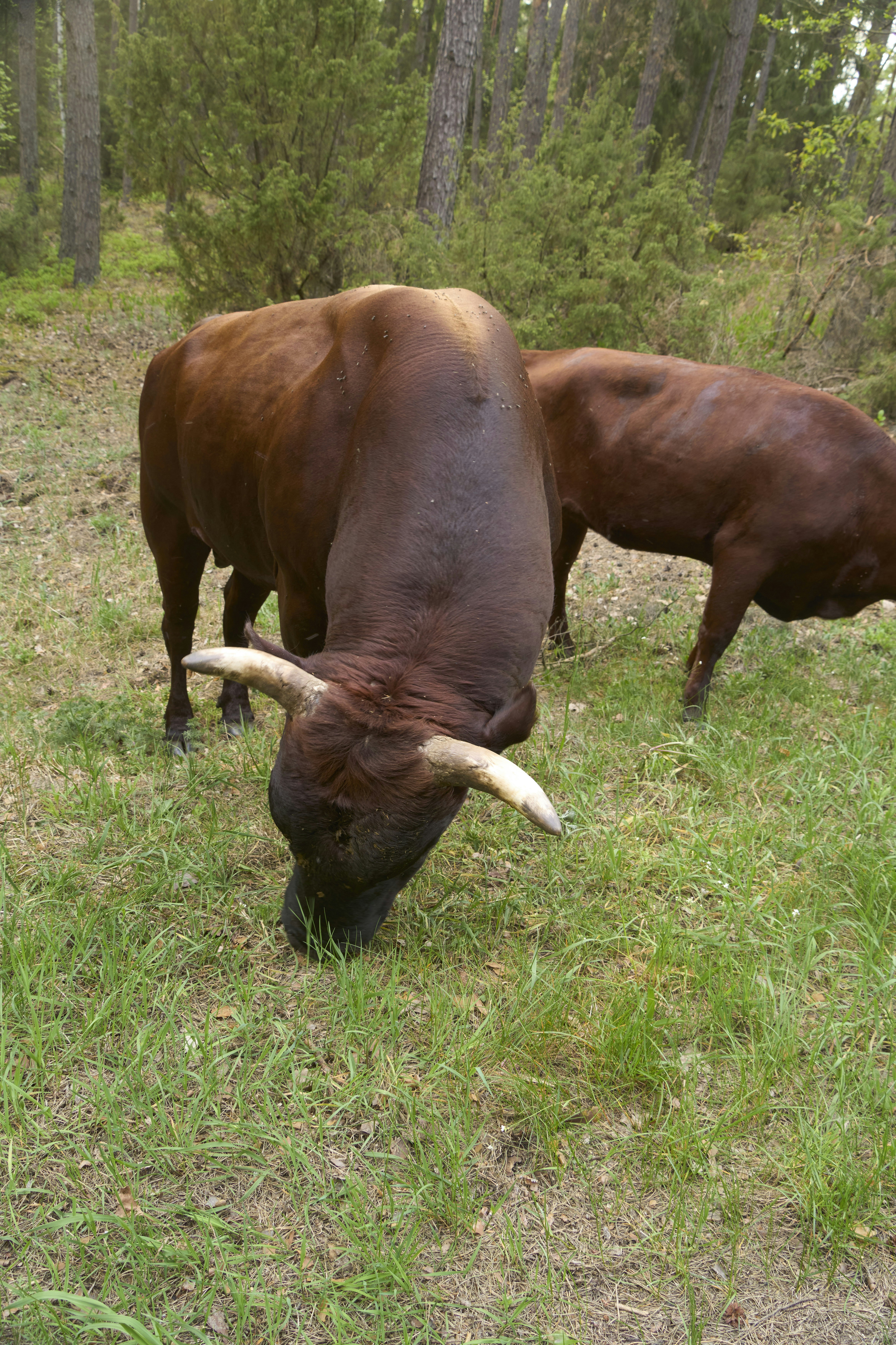 Two brown cattle grazing in a grassy forest.