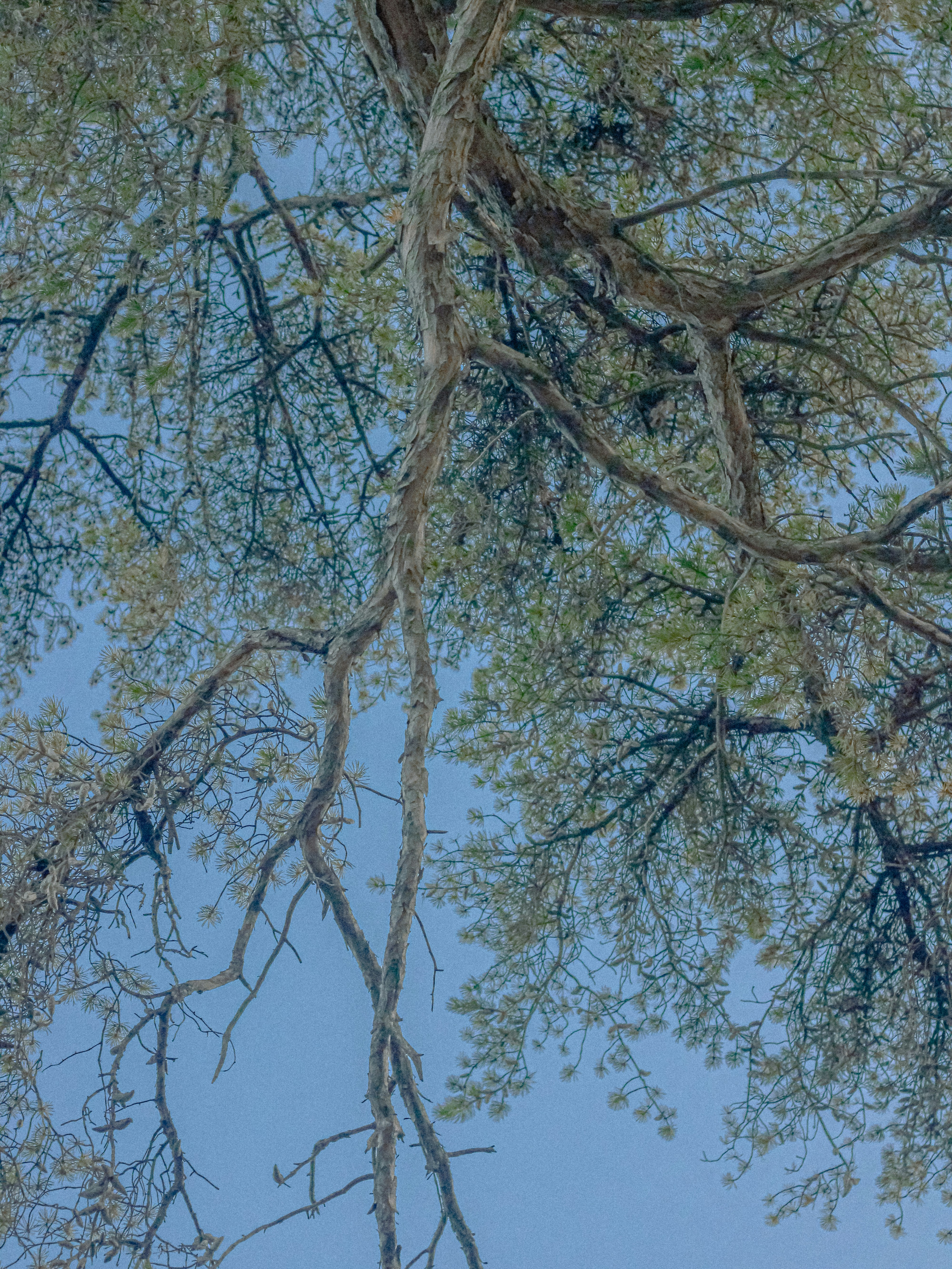 Photo by linusbelanger