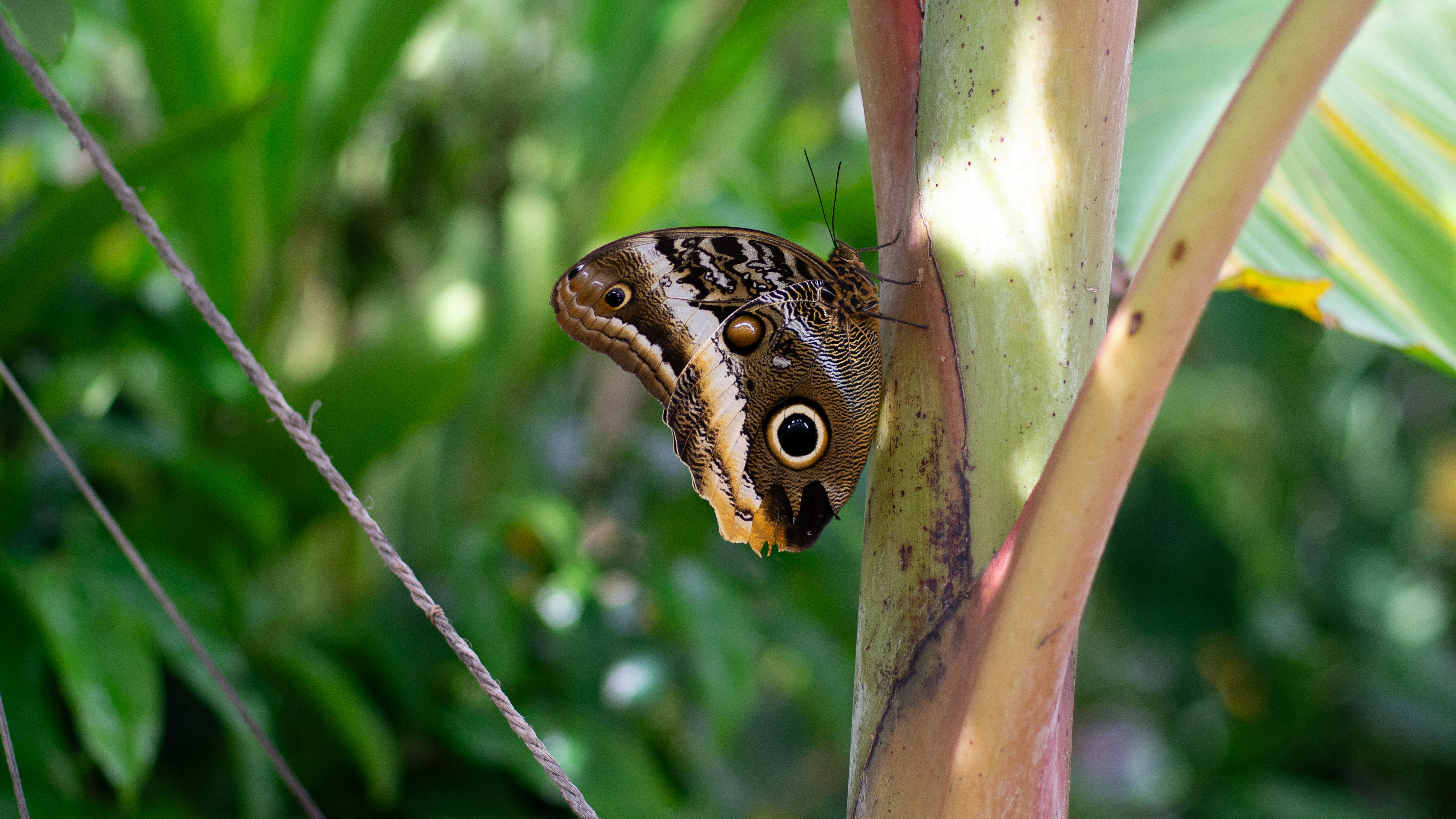 Photo by wilder_avila