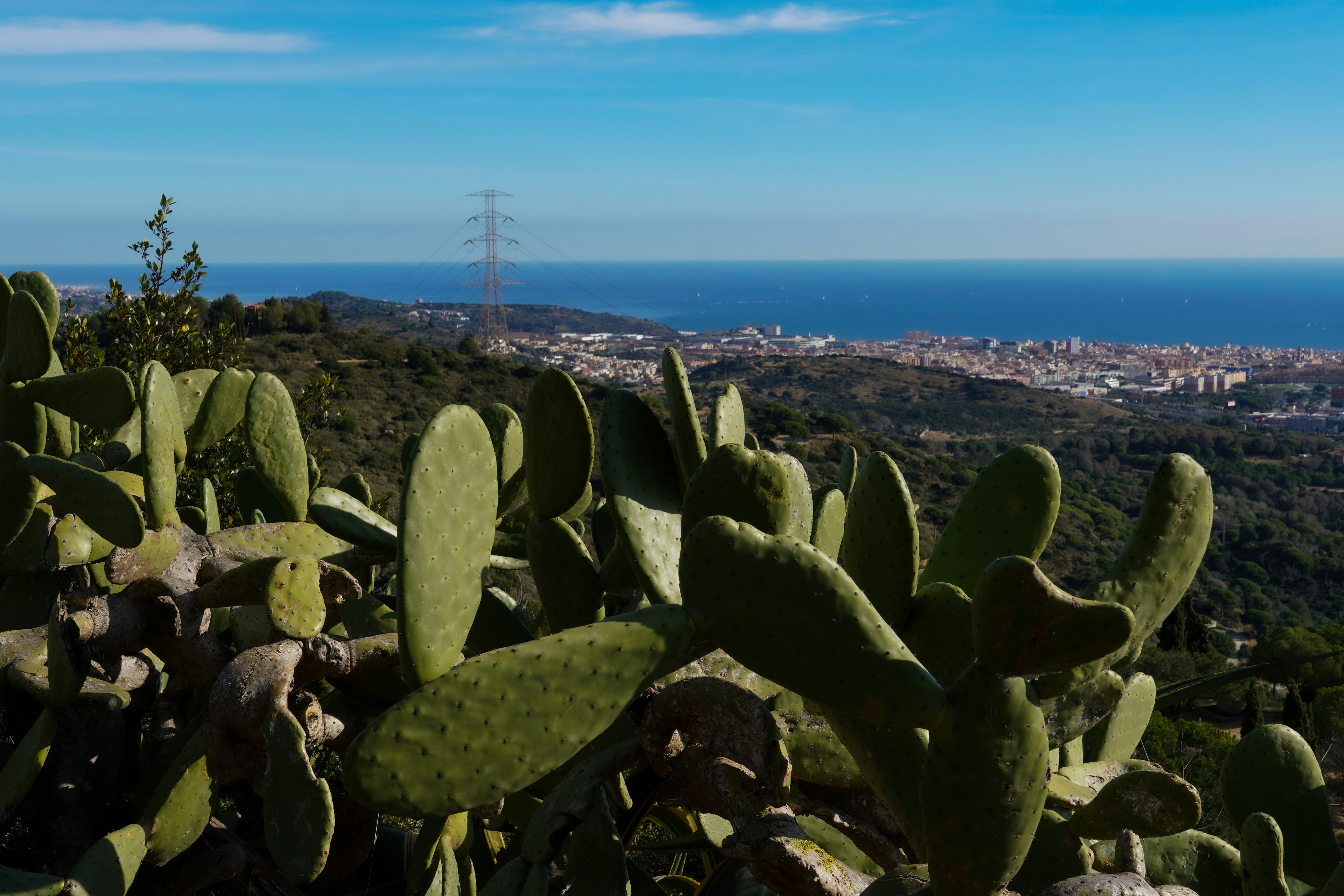 Prickly pear cacti overlook a coastal city and ocean.