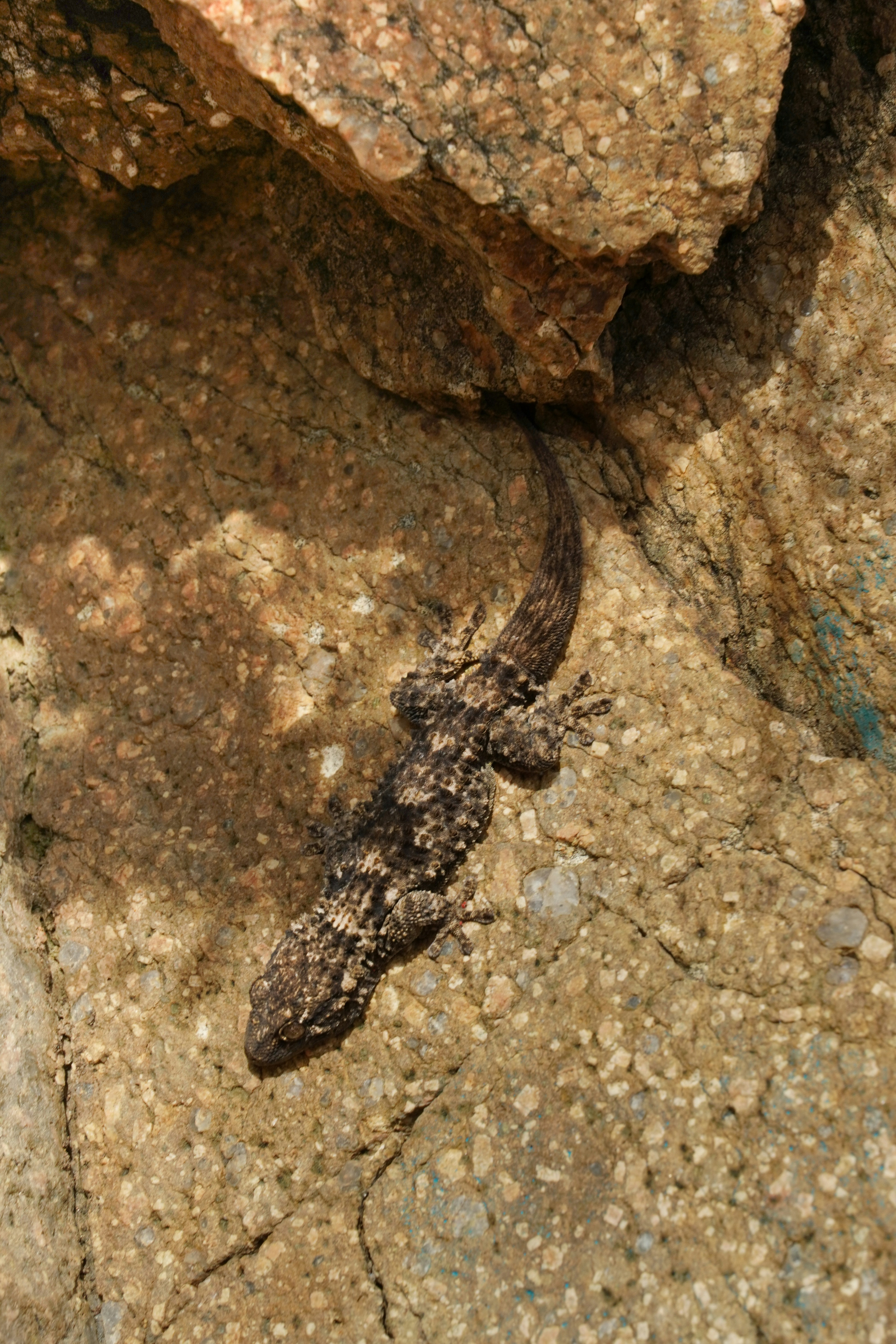 A lizard camouflaged on a rocky surface.