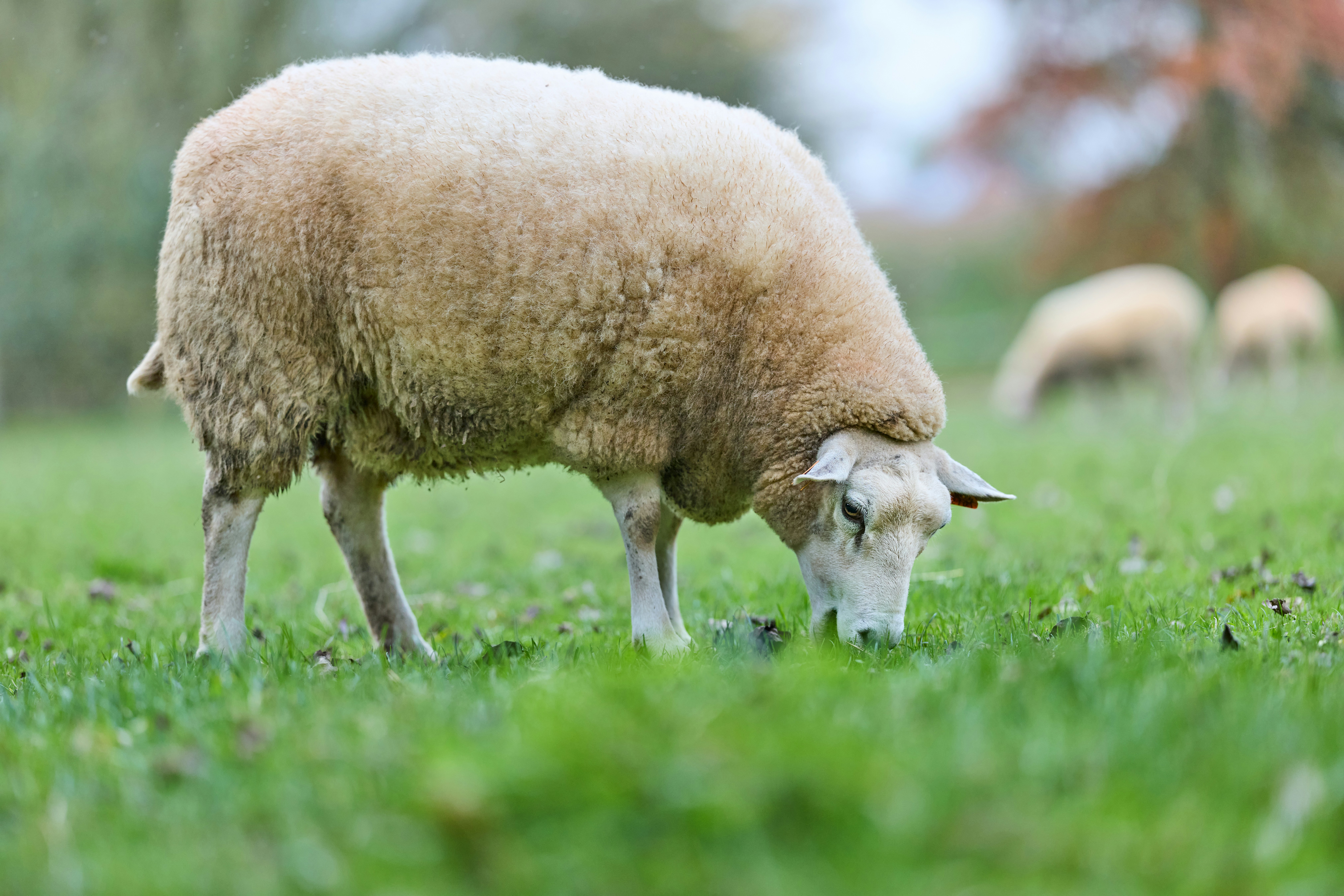 Photo by erwinbosman