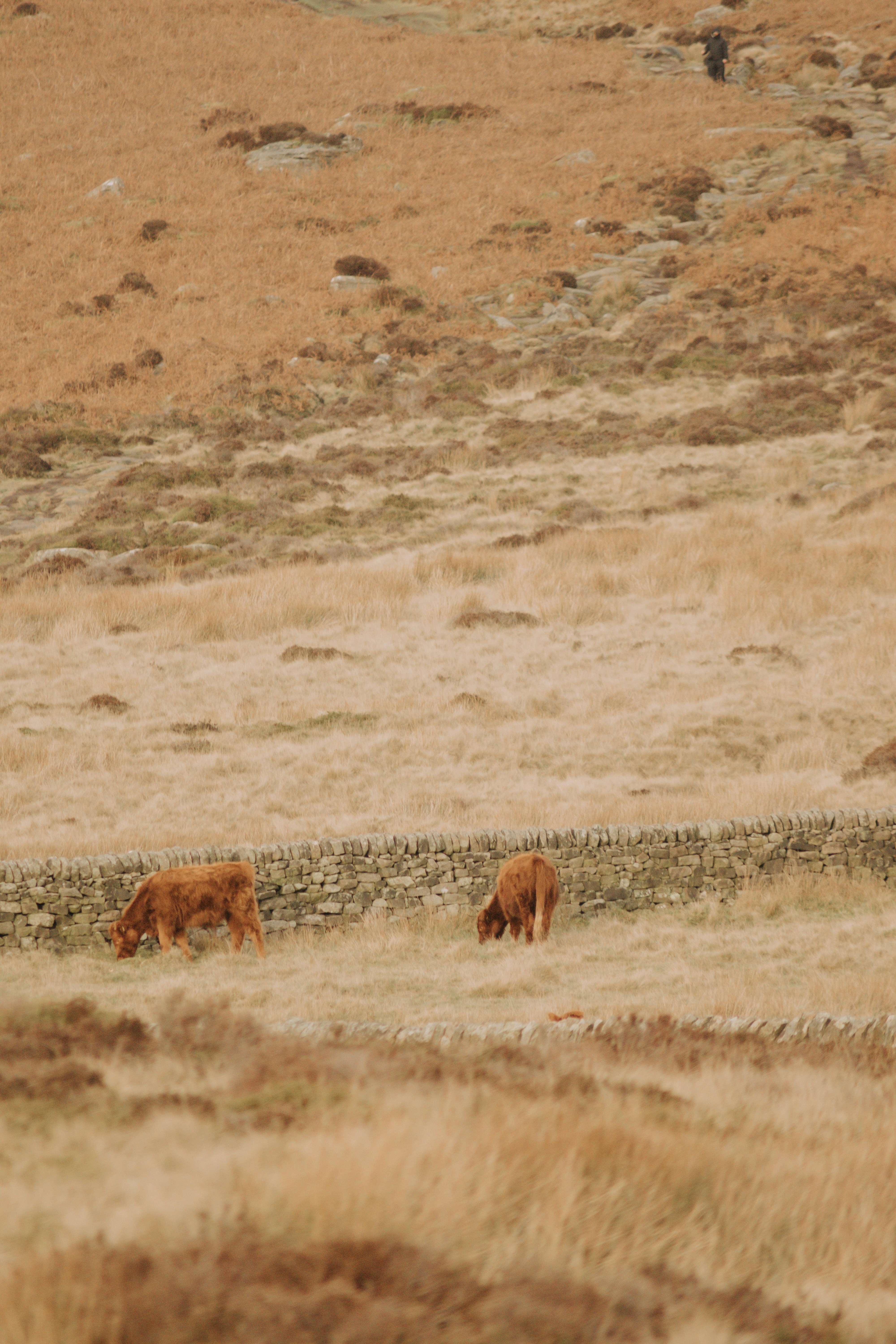 Two cows grazing in a dry, grassy field.