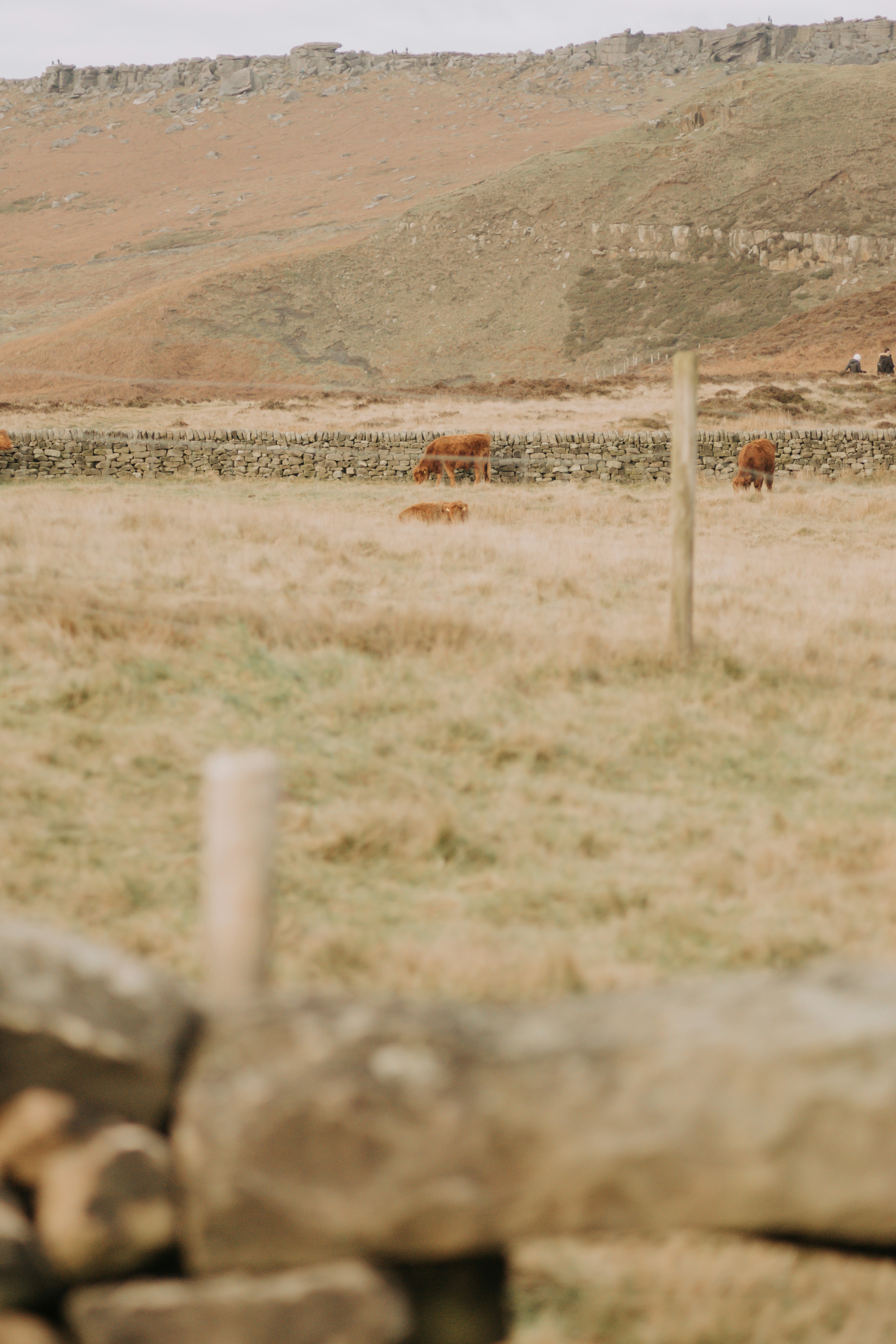 Cows grazing in a dry, grassy field with stone wall.