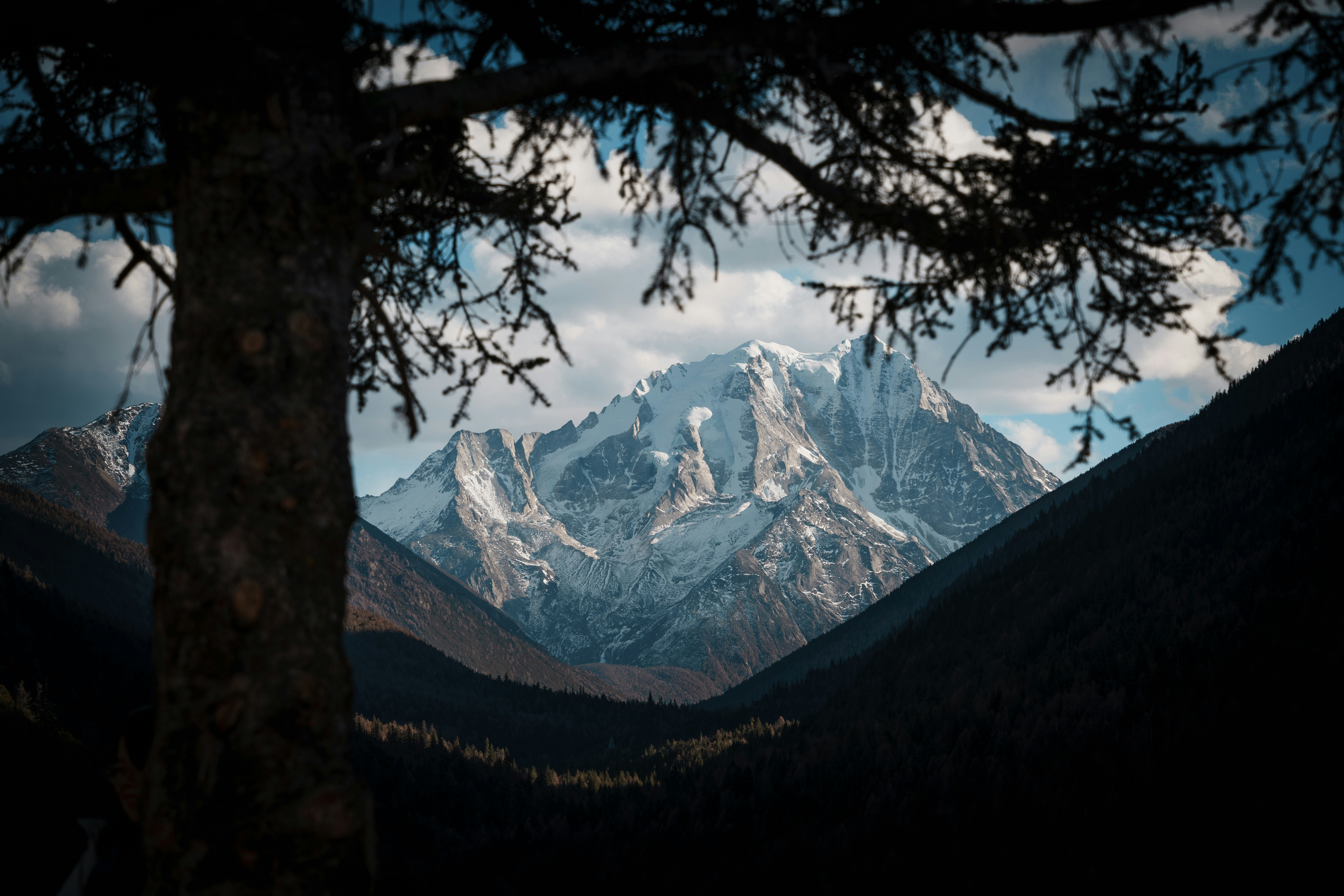 Snow-capped mountain peak seen through tree branches