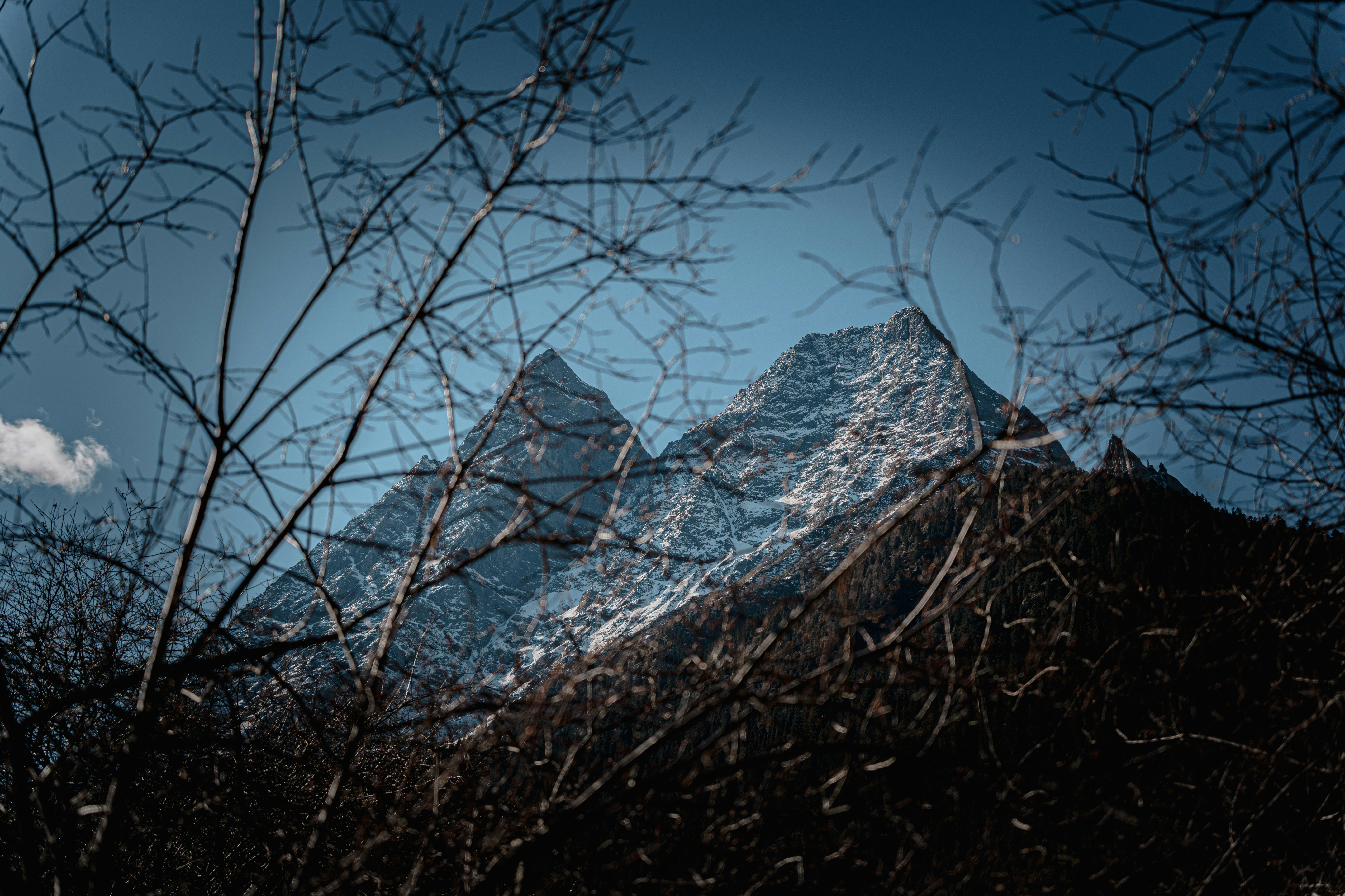 Snow-capped mountains visible through bare tree branches