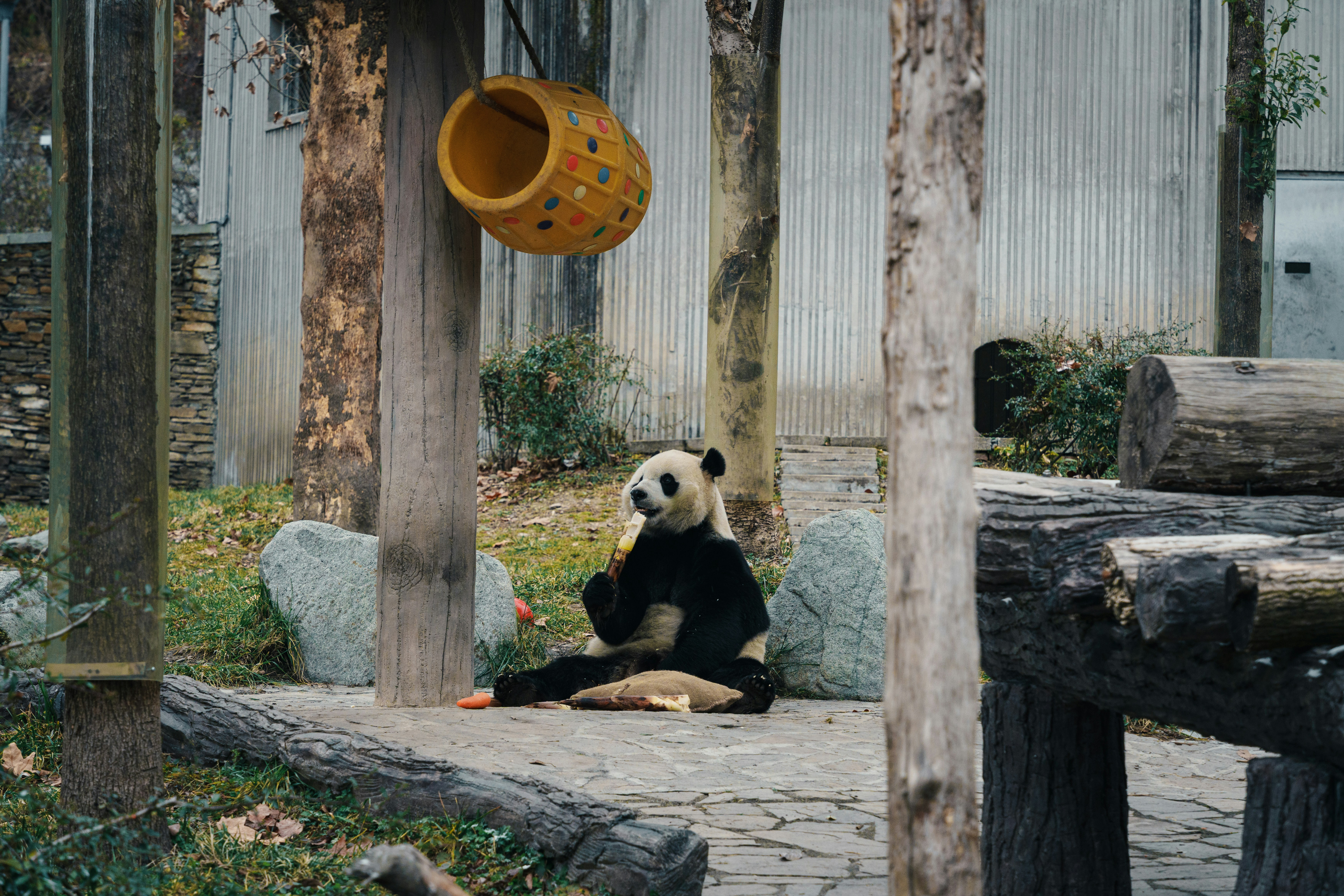 A panda sits on the ground near a bamboo feeder.