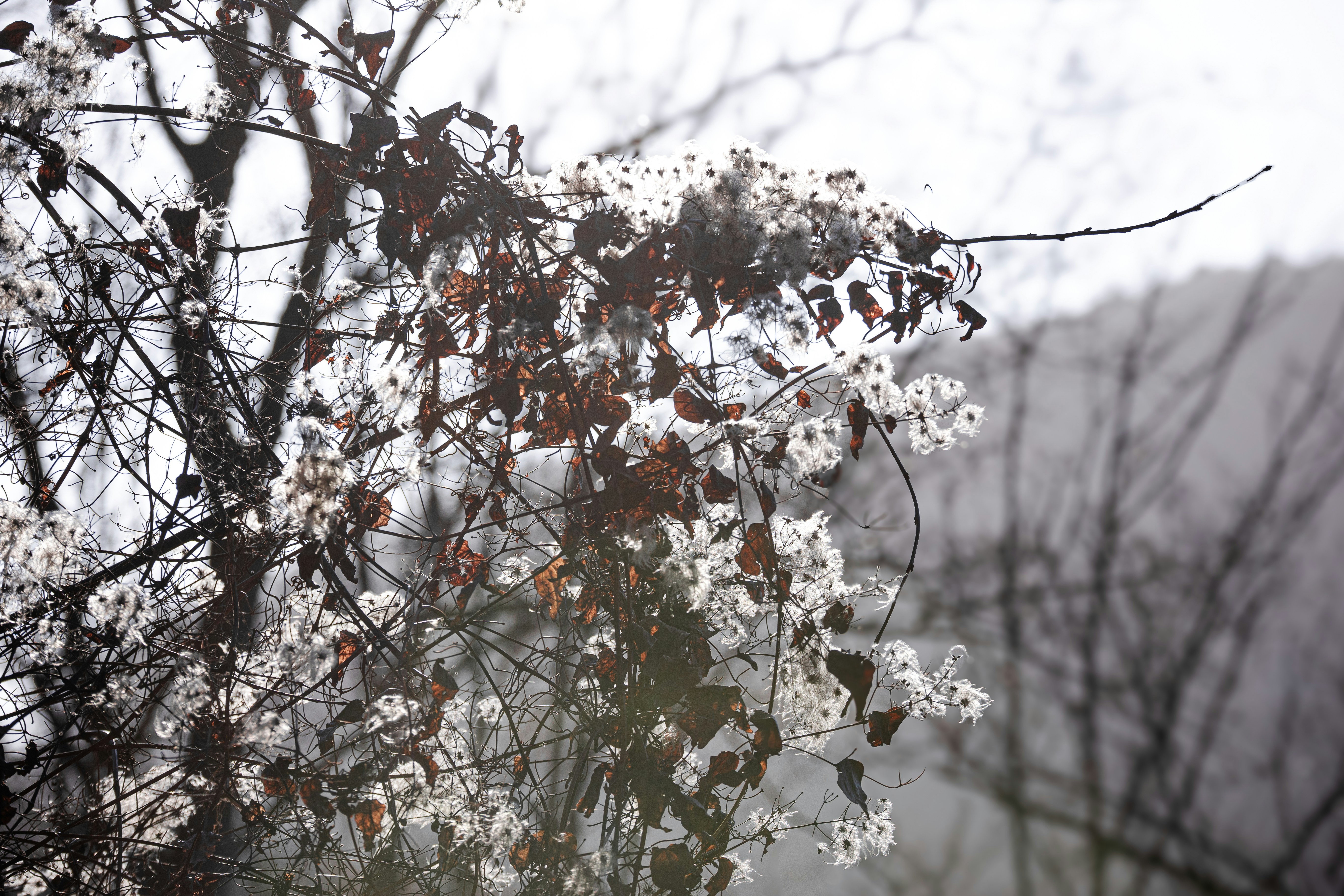 Snow-covered branches with delicate white flowers.