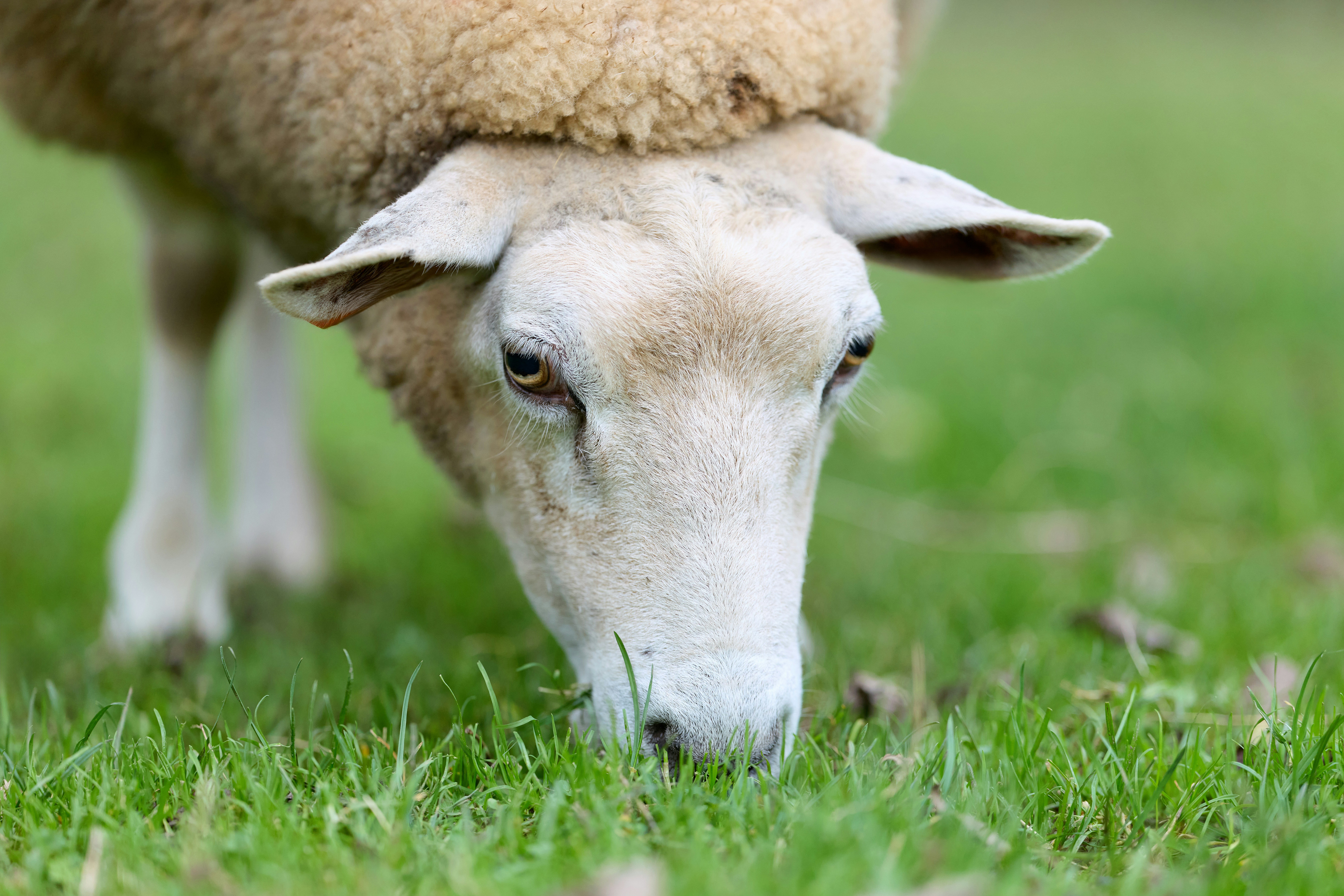 Photo by erwinbosman