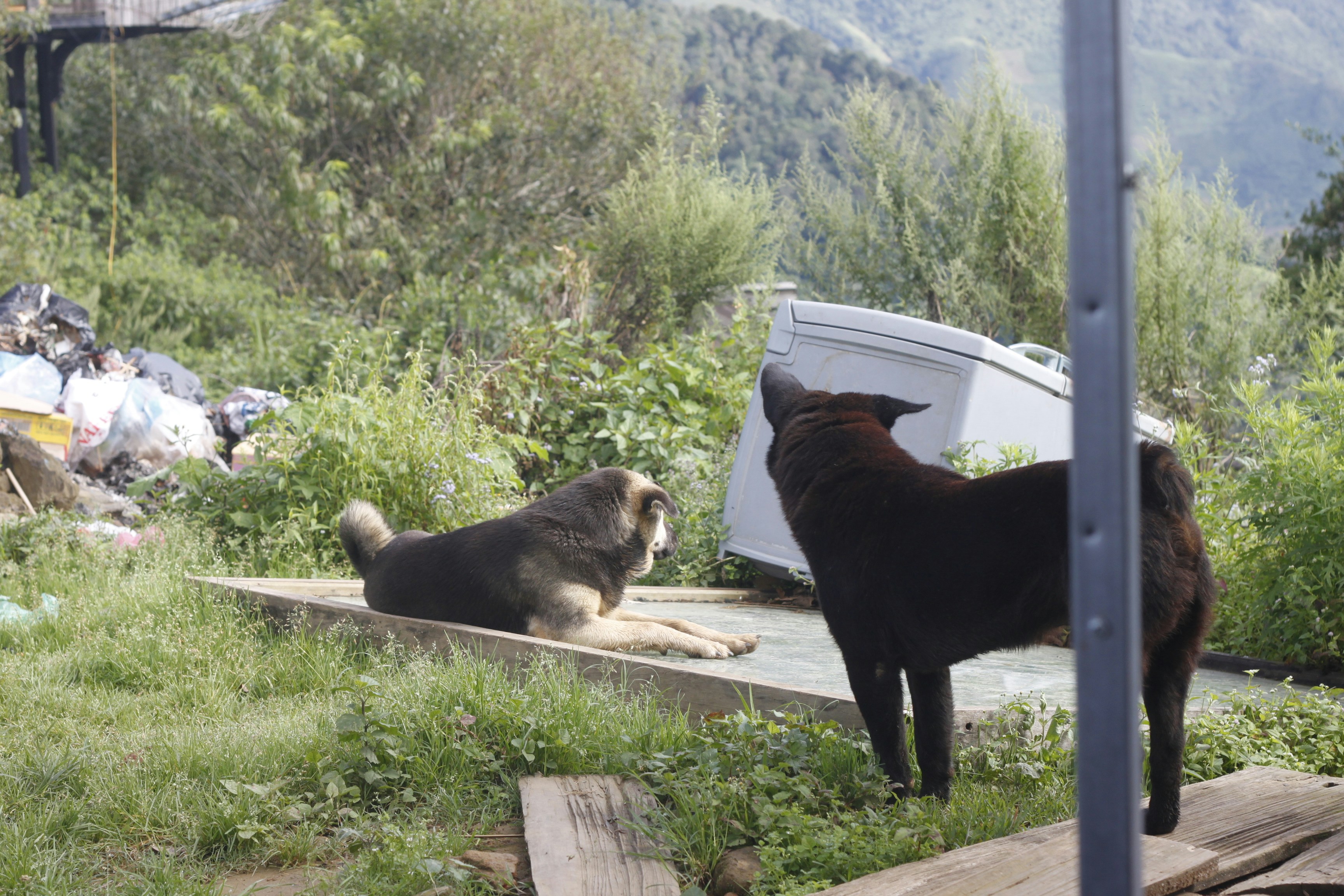 Two dogs in a grassy, cluttered outdoor area.