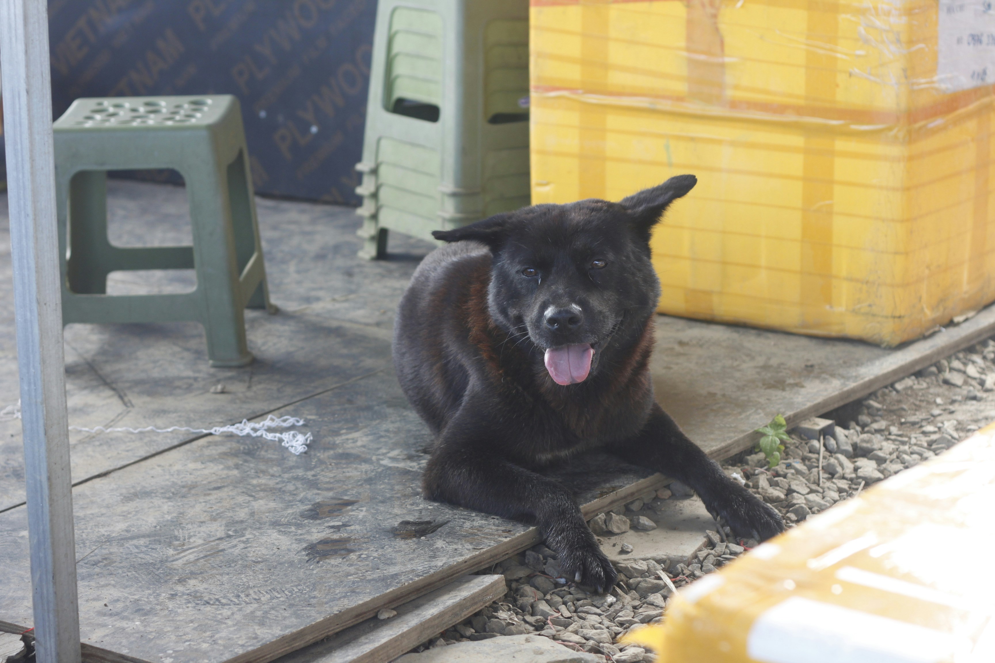 A black dog lies on the ground outdoors.