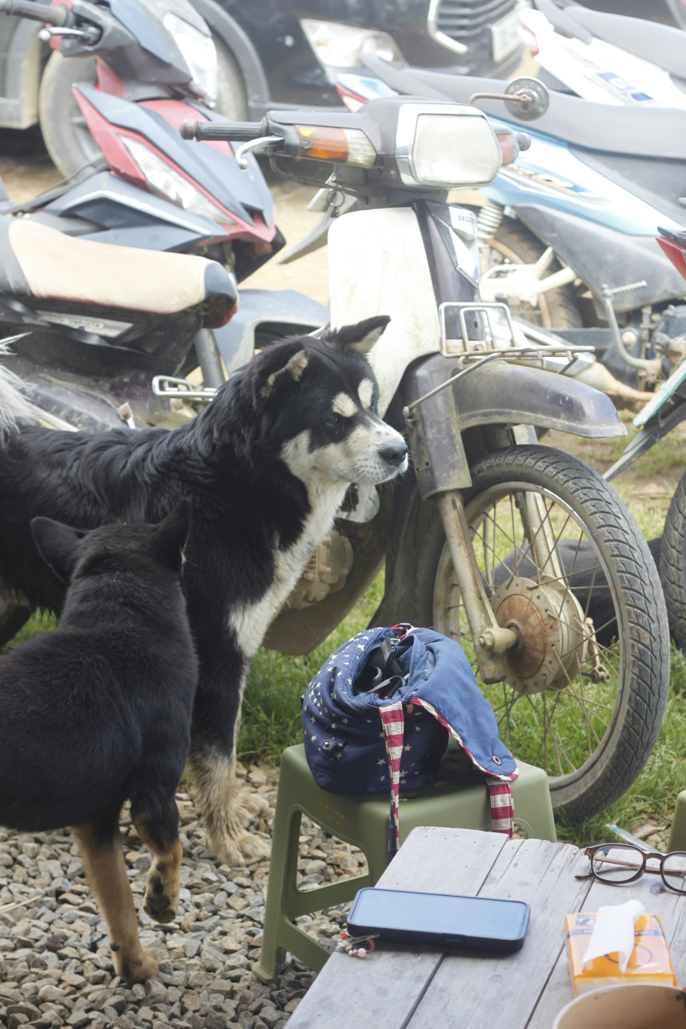 Two dogs stand near motorcycles and a chair.