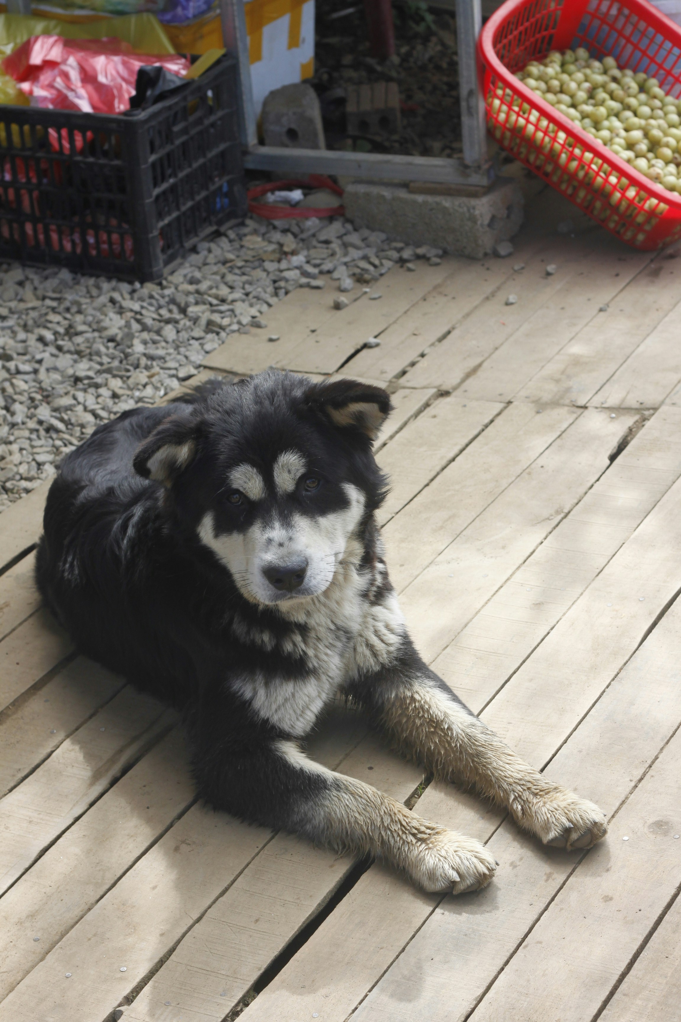 A black and white dog lies on a wooden deck.