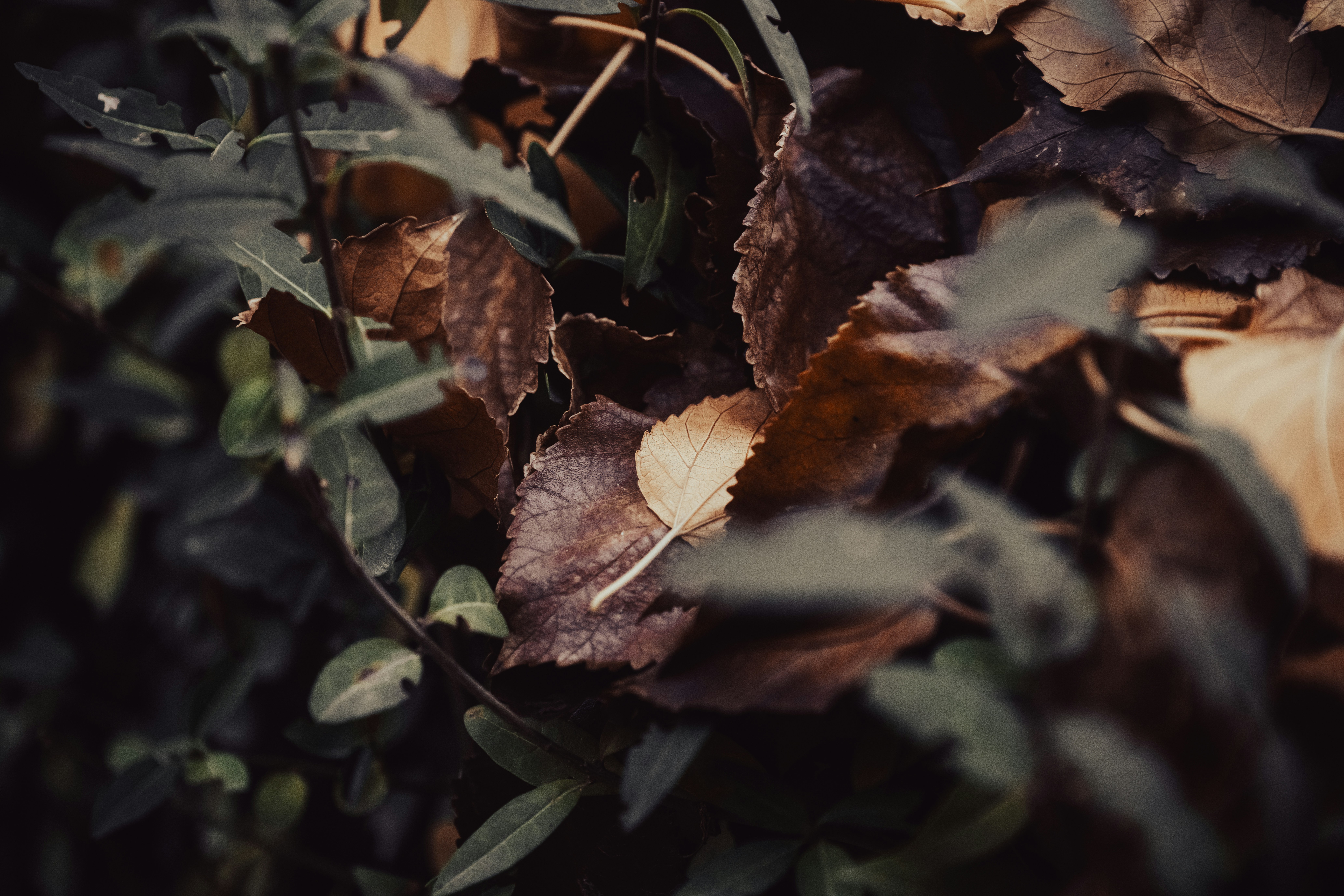 Photo by andreystrizhkov