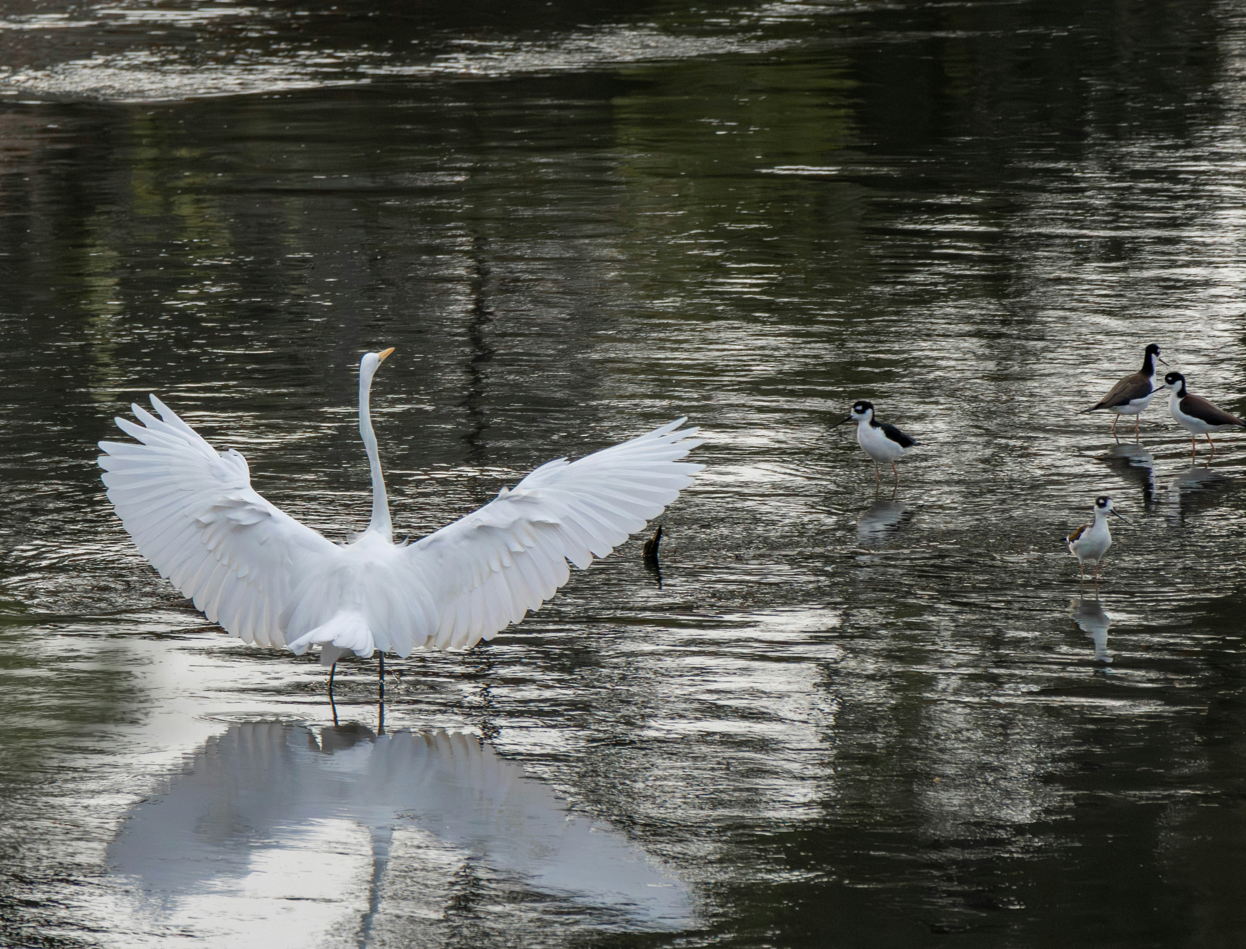 A white egret with wings spread stands in water.