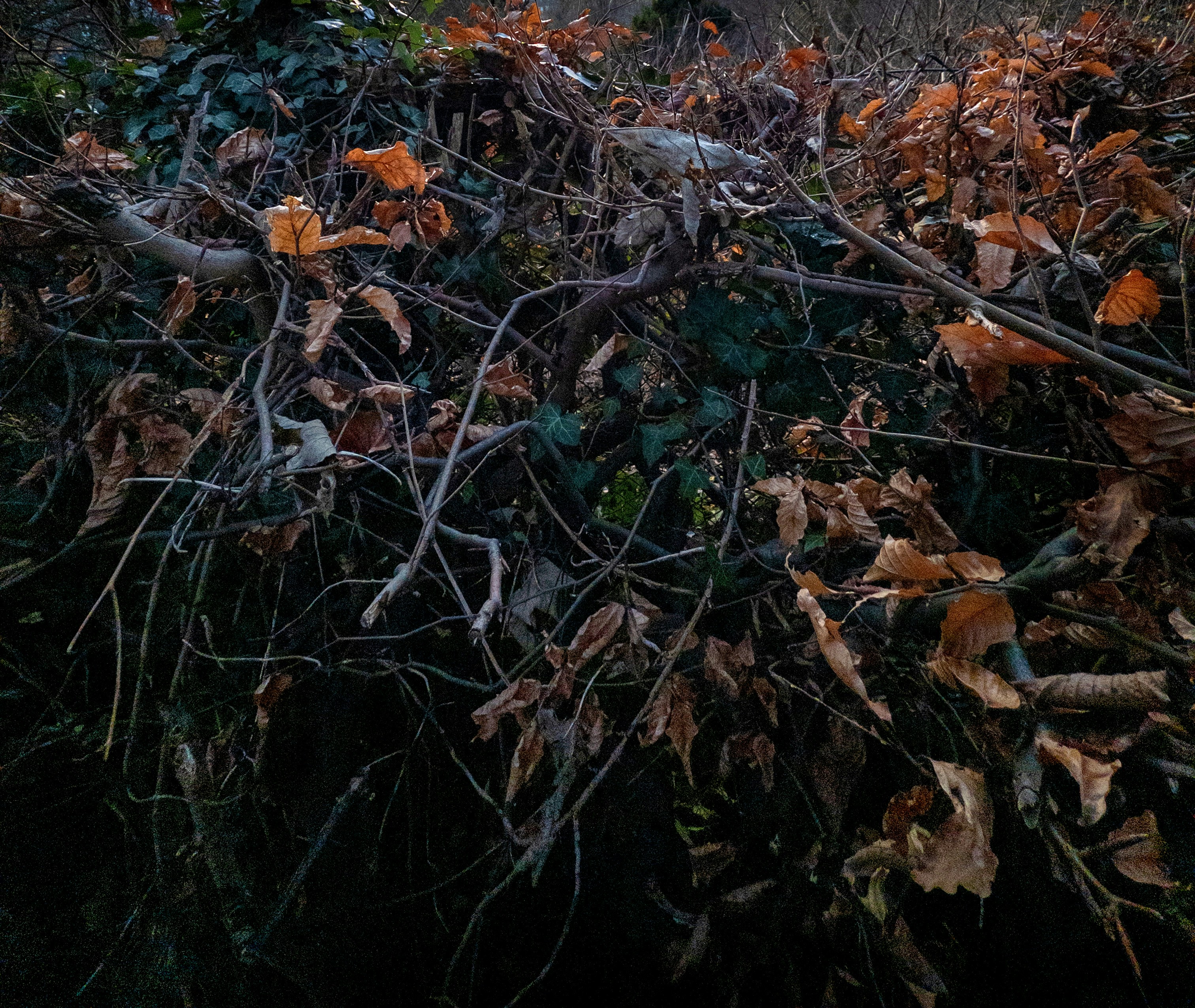 Dry leaves and branches form a dense pile.