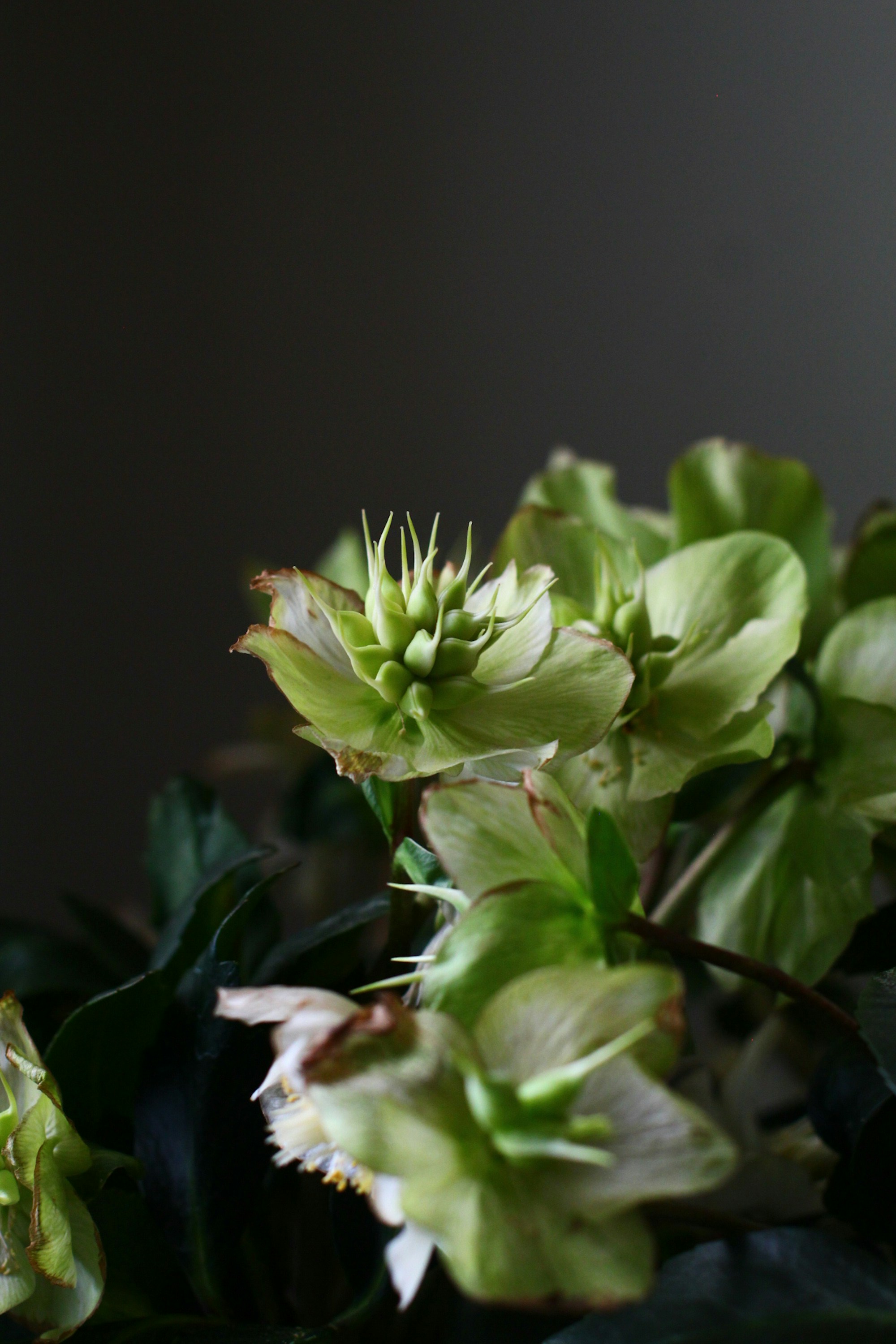 Delicate pale green hellebore flowers bloom softly.