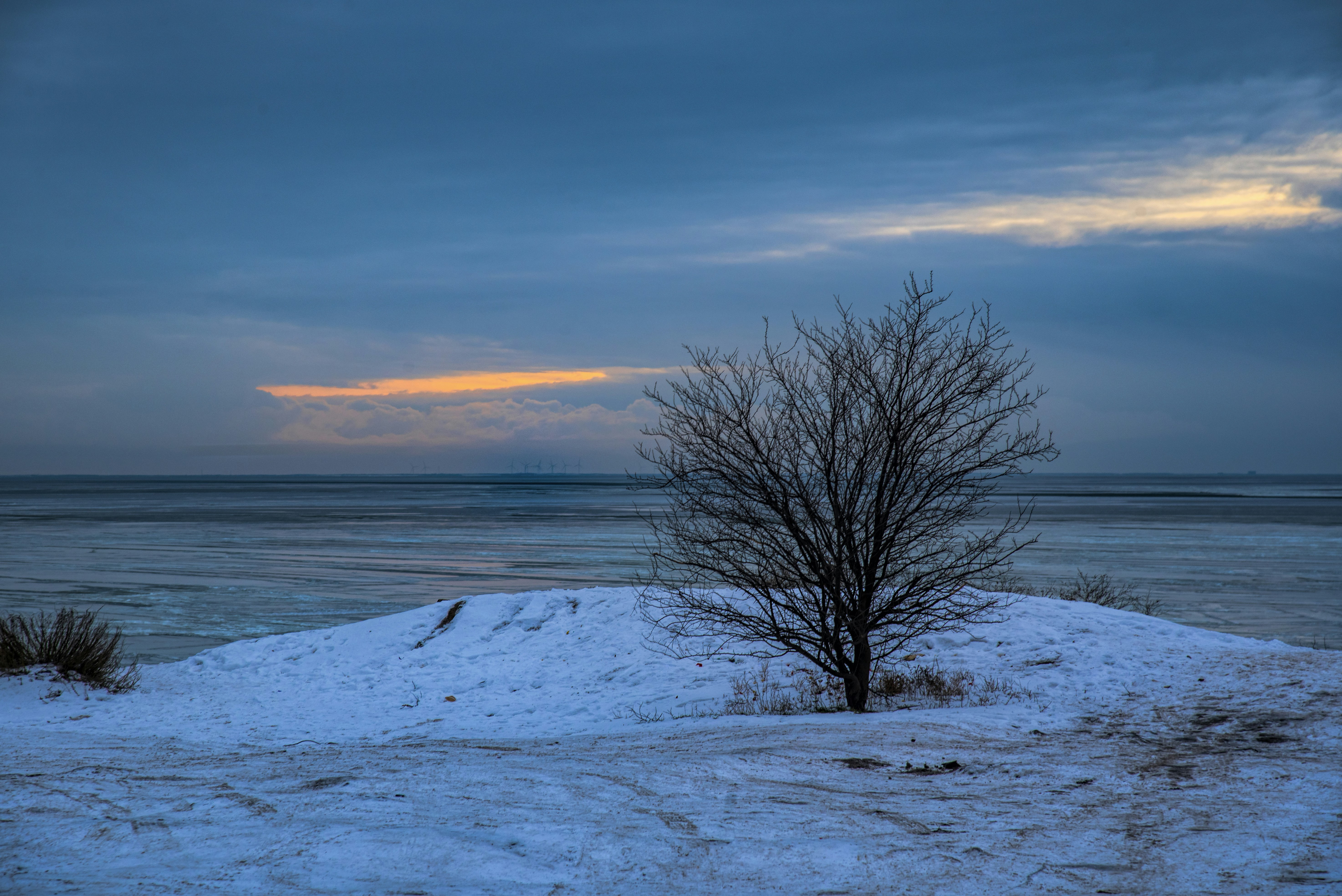 Bare tree on a snowy hill overlooking ocean at dusk
