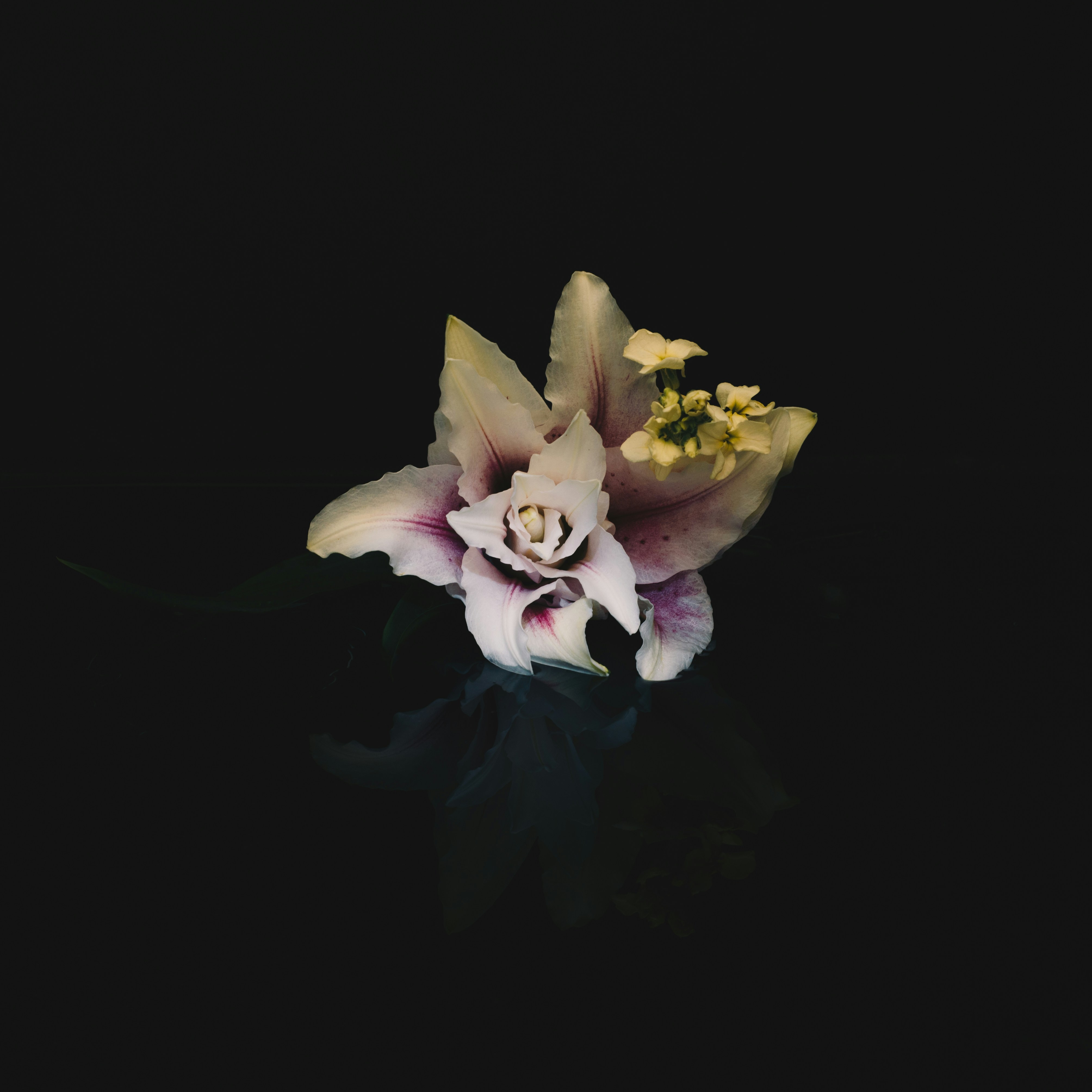 A delicate orchid floats on a dark background.