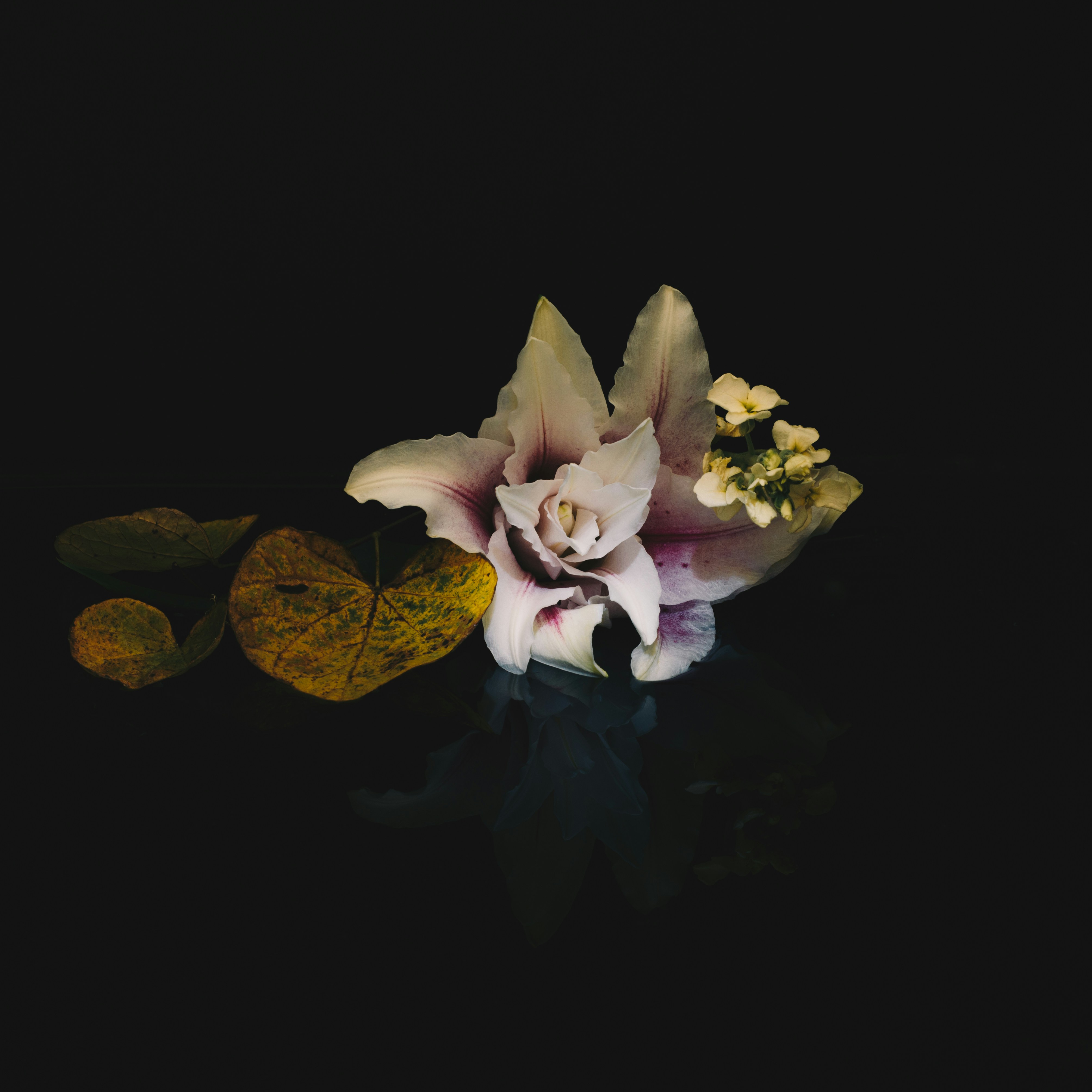 Delicate pink orchid with leaves on dark background