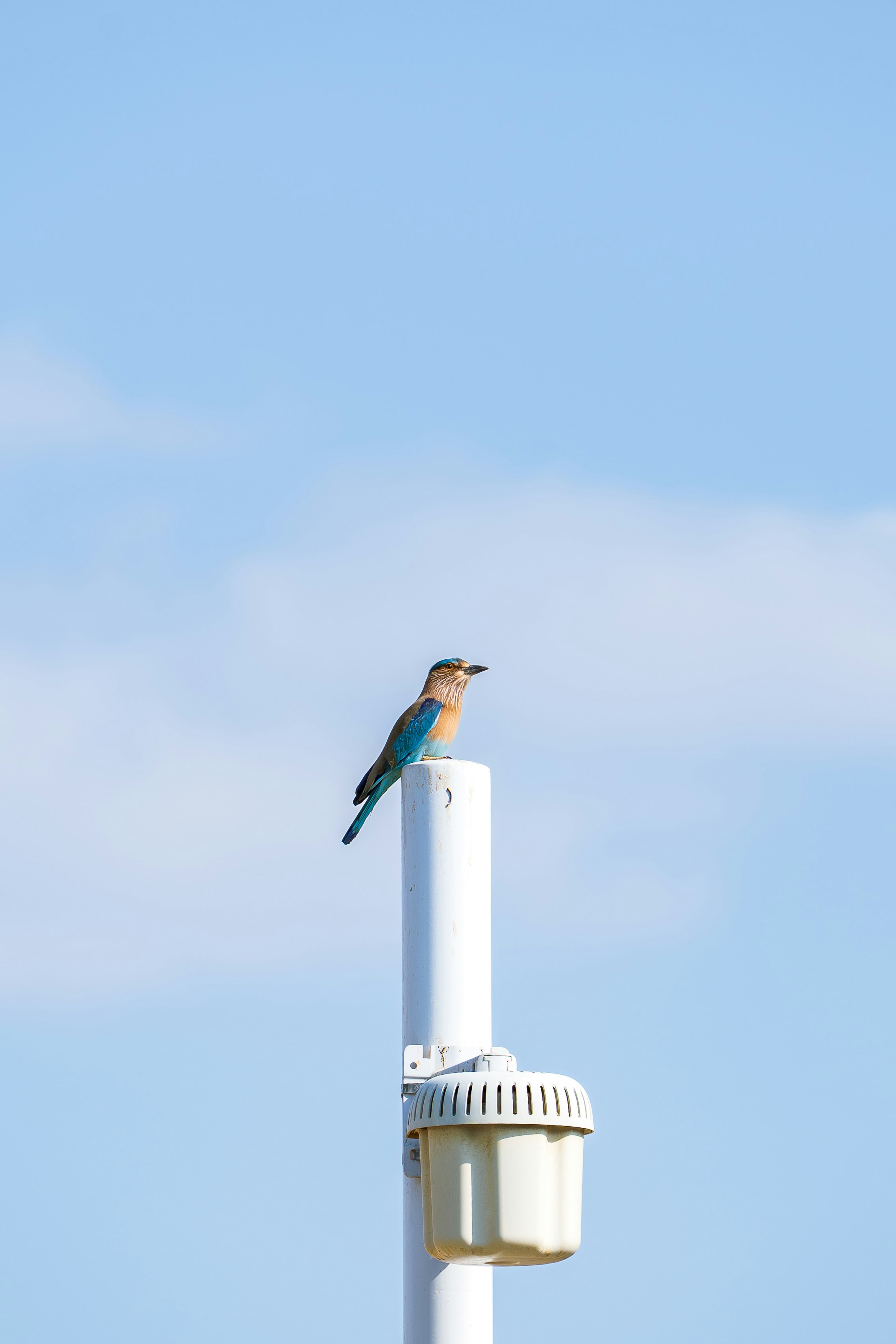 A colorful bird perched on a white pole.