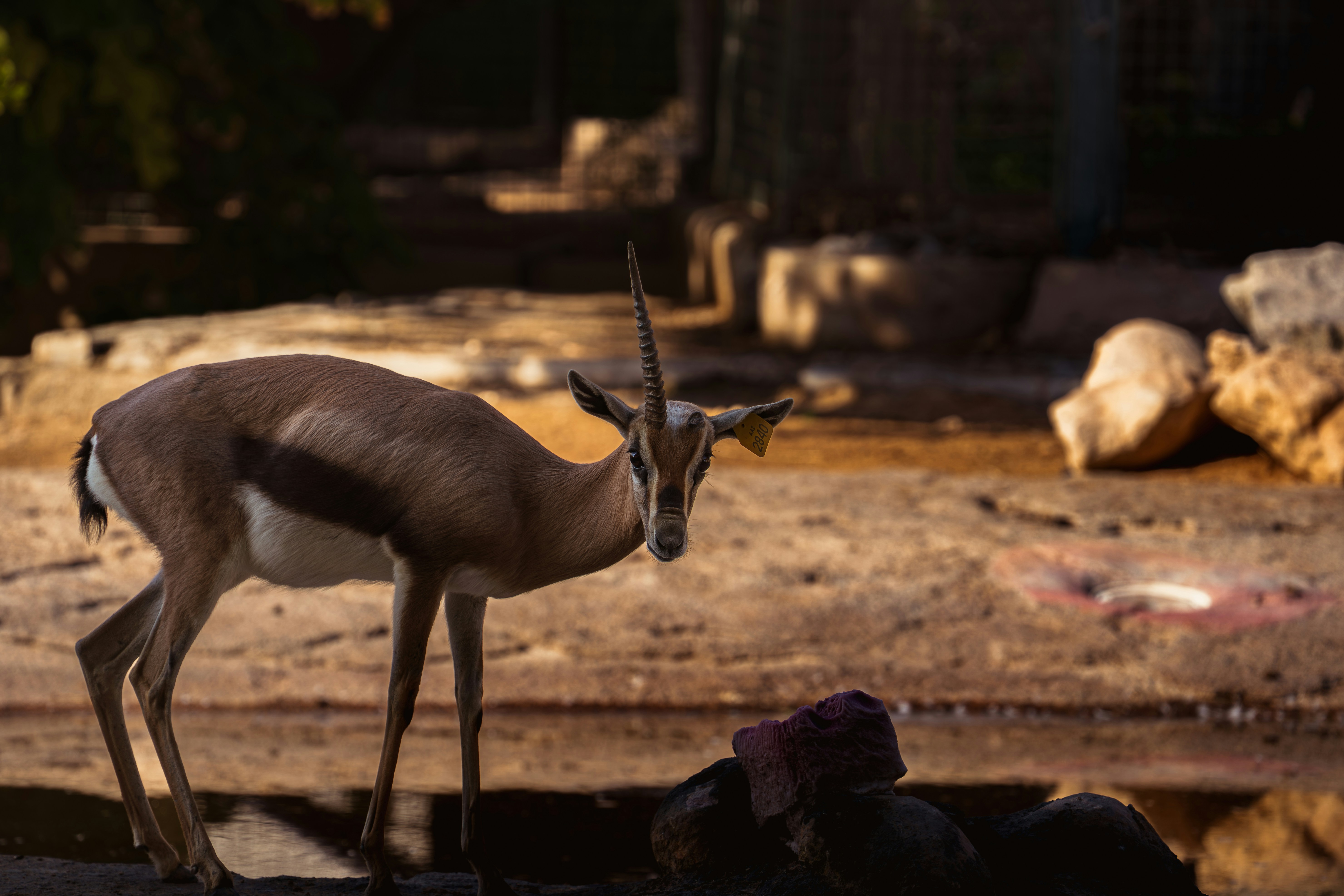 A gazelle stands in a rocky, sunlit enclosure.