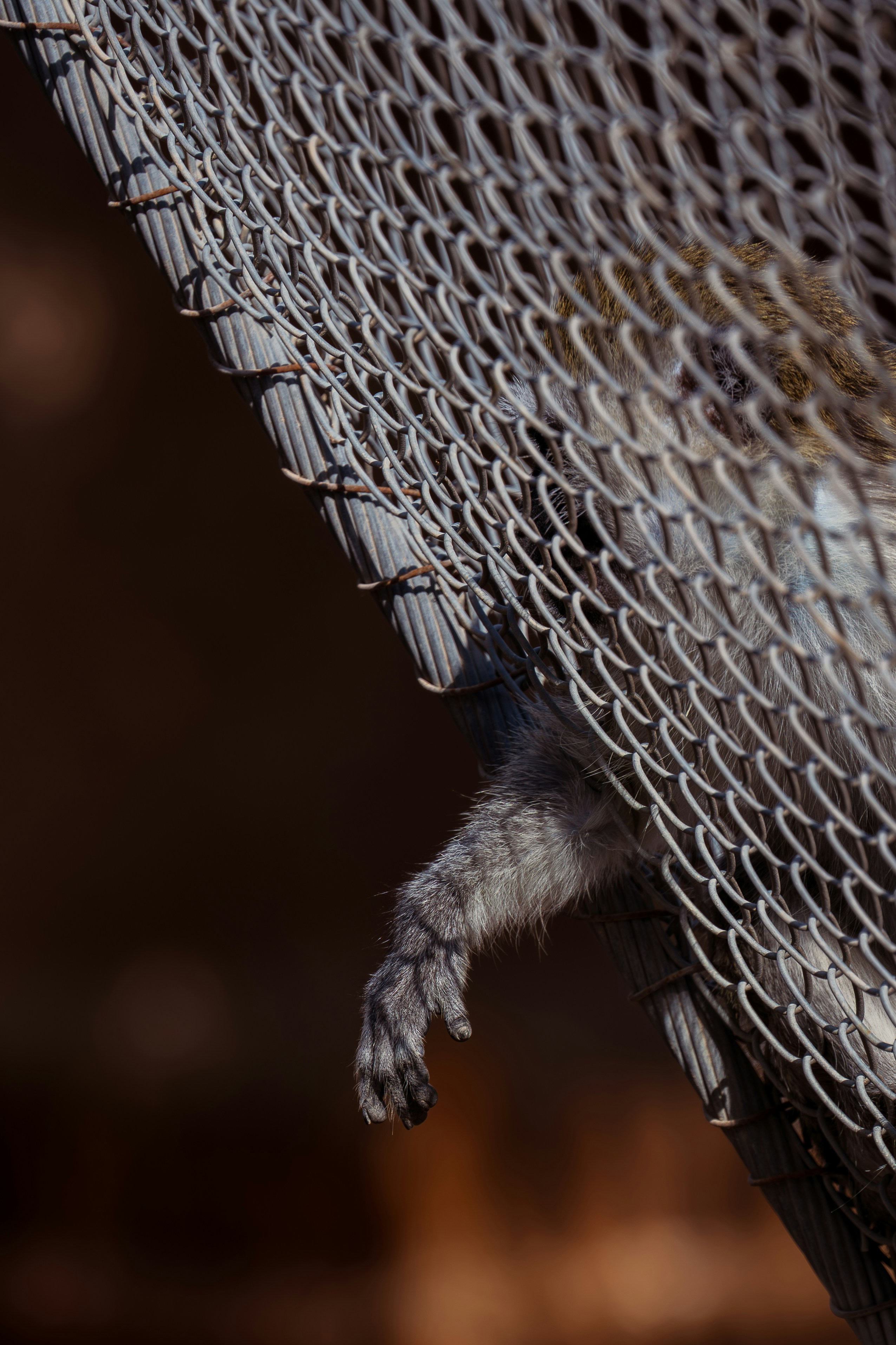 A monkey's hand reaching through a chain-link fence.