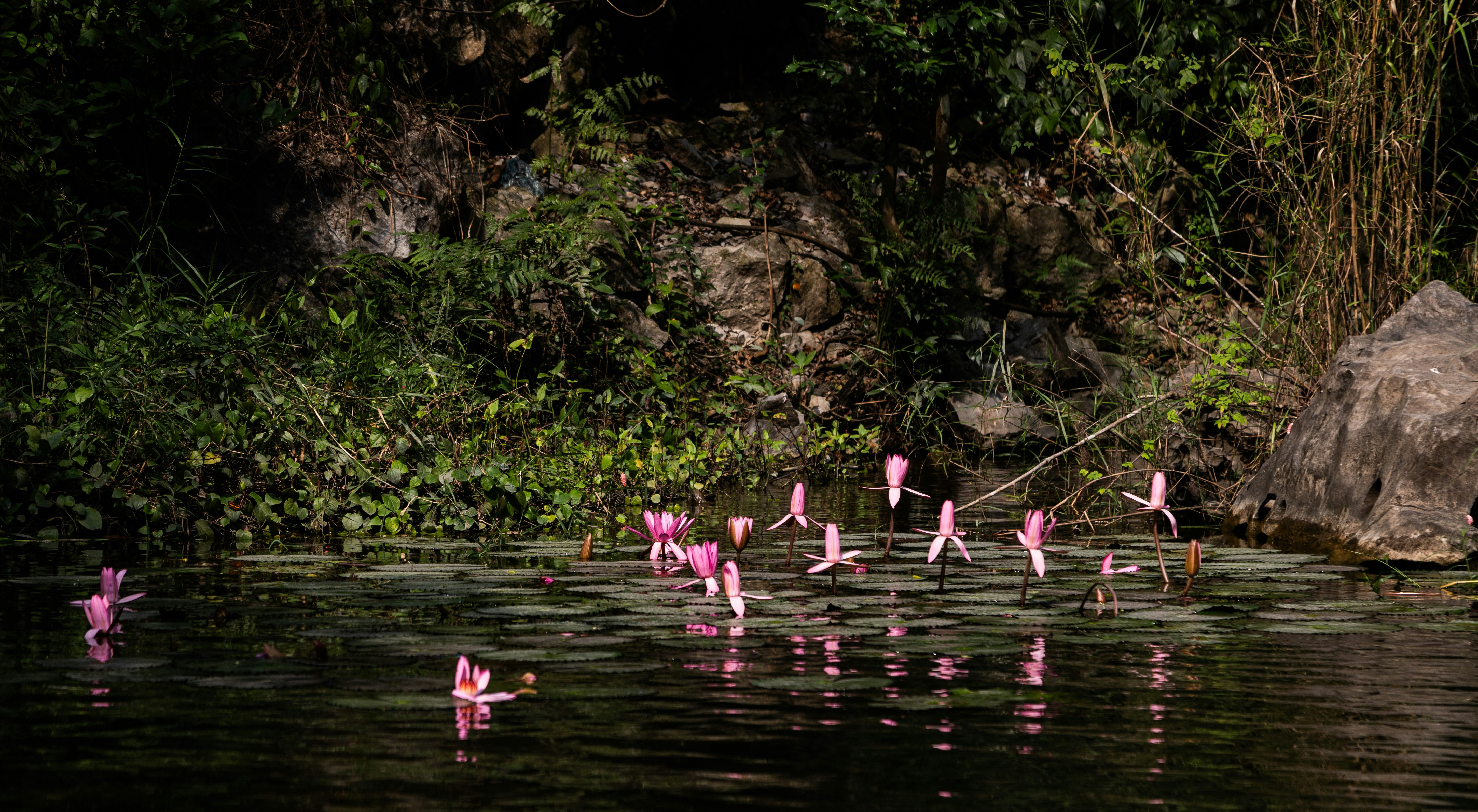 Ninfee rosa che galleggiano sull'acqua scura