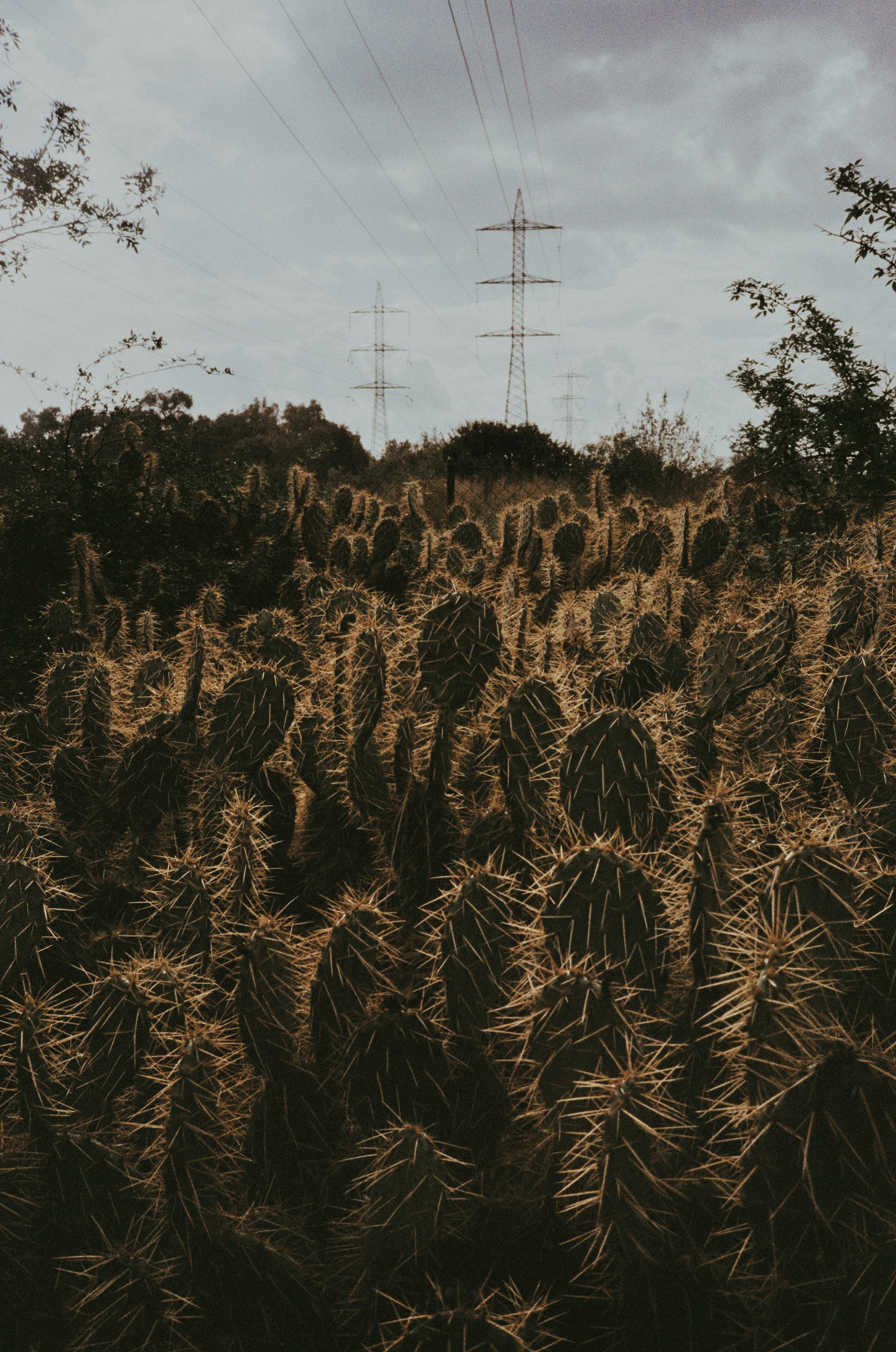A field of prickly pear cacti under a cloudy sky.