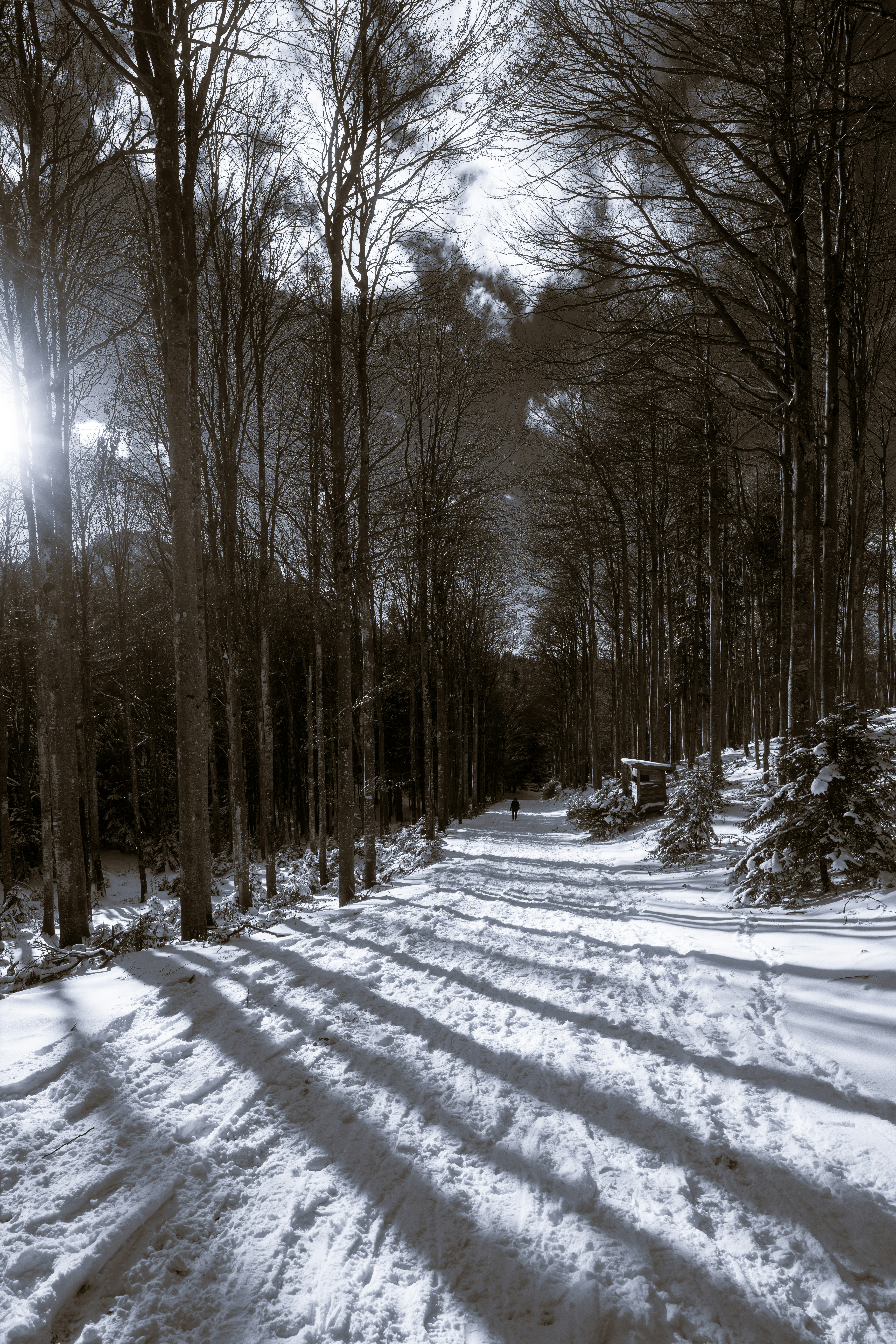 Sendero de bosque nevado con largas sombras y árboles desnudos.