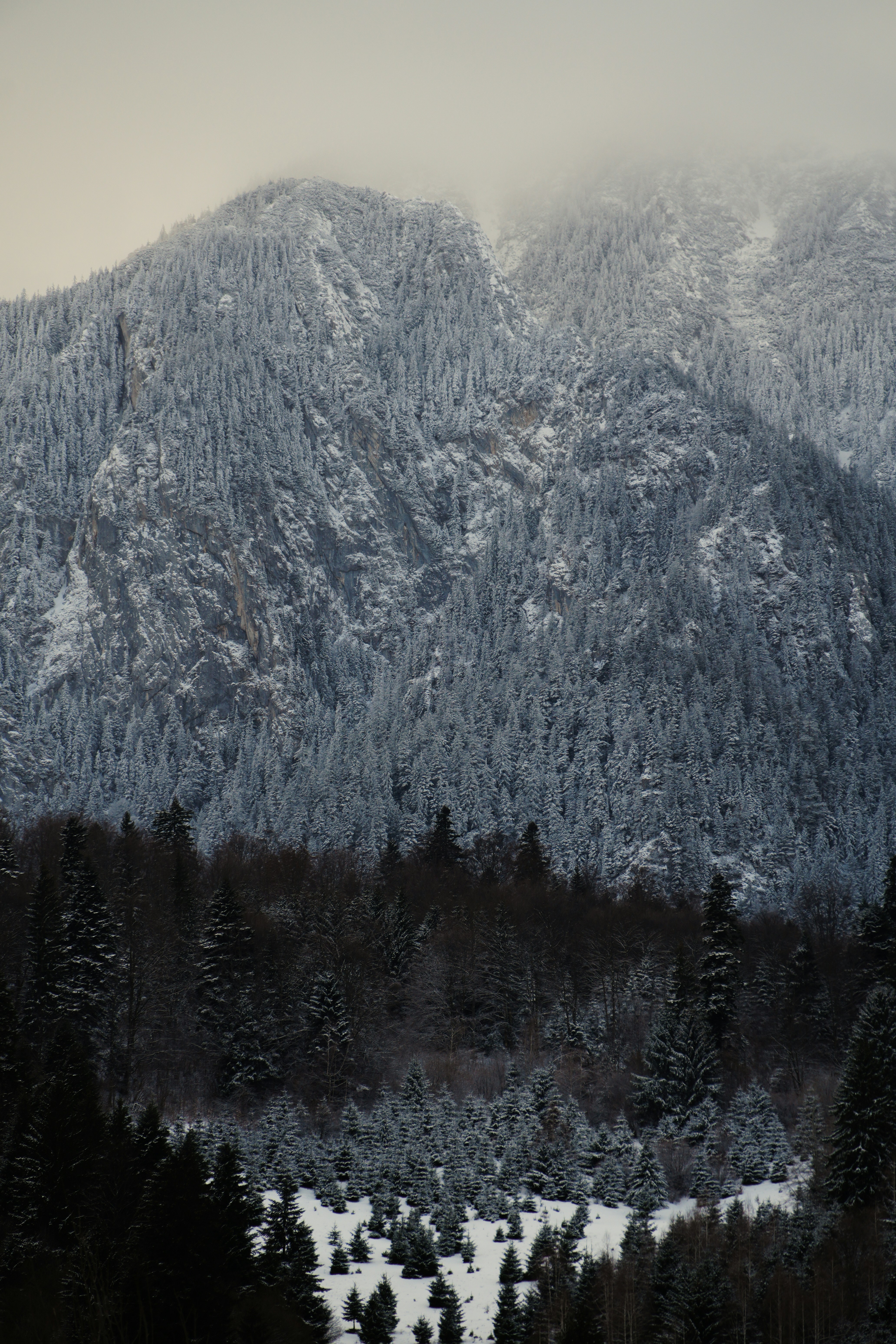 Snow-covered mountains rise above dark evergreen forests.