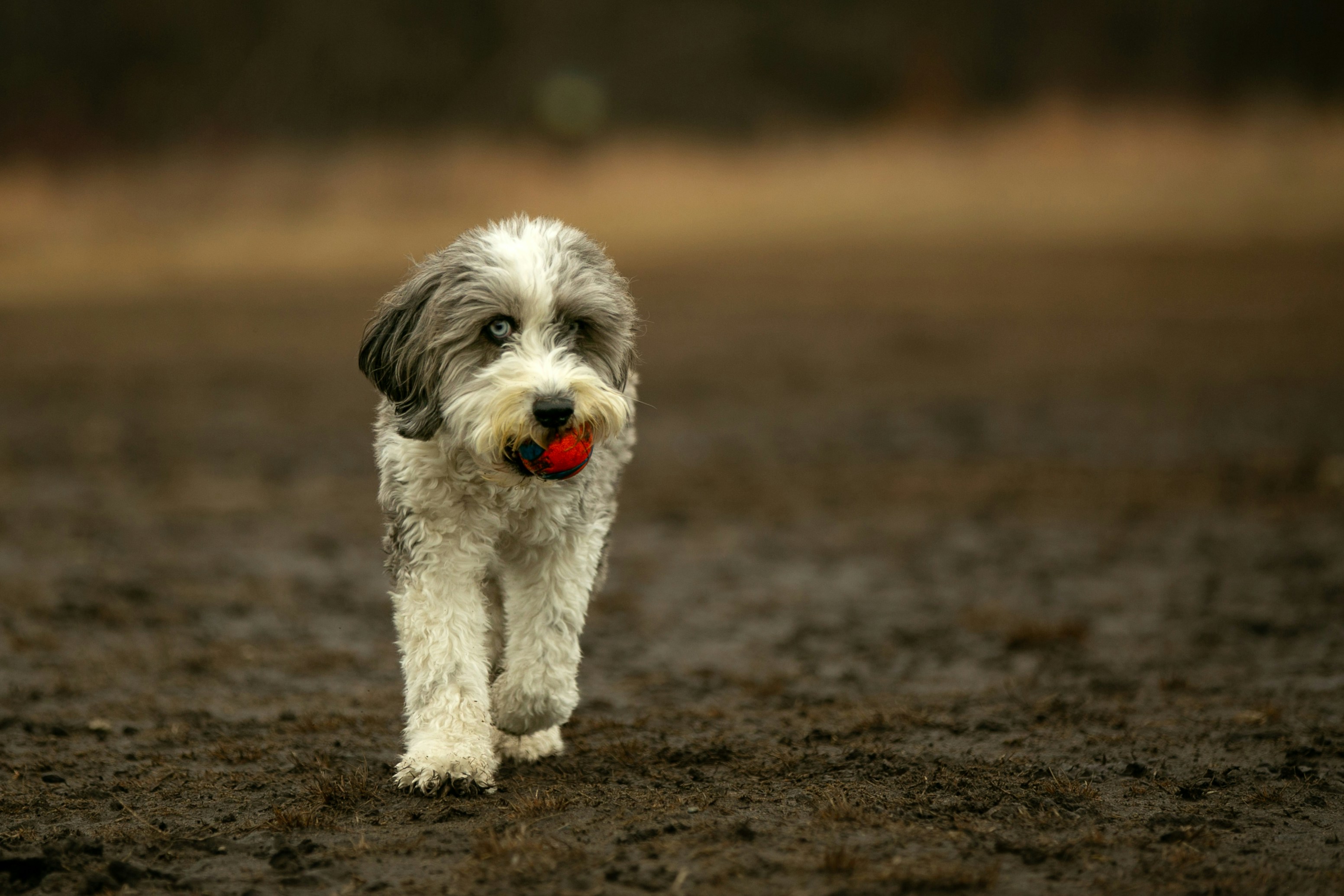 A shaggy dog carries a red ball in its mouth.