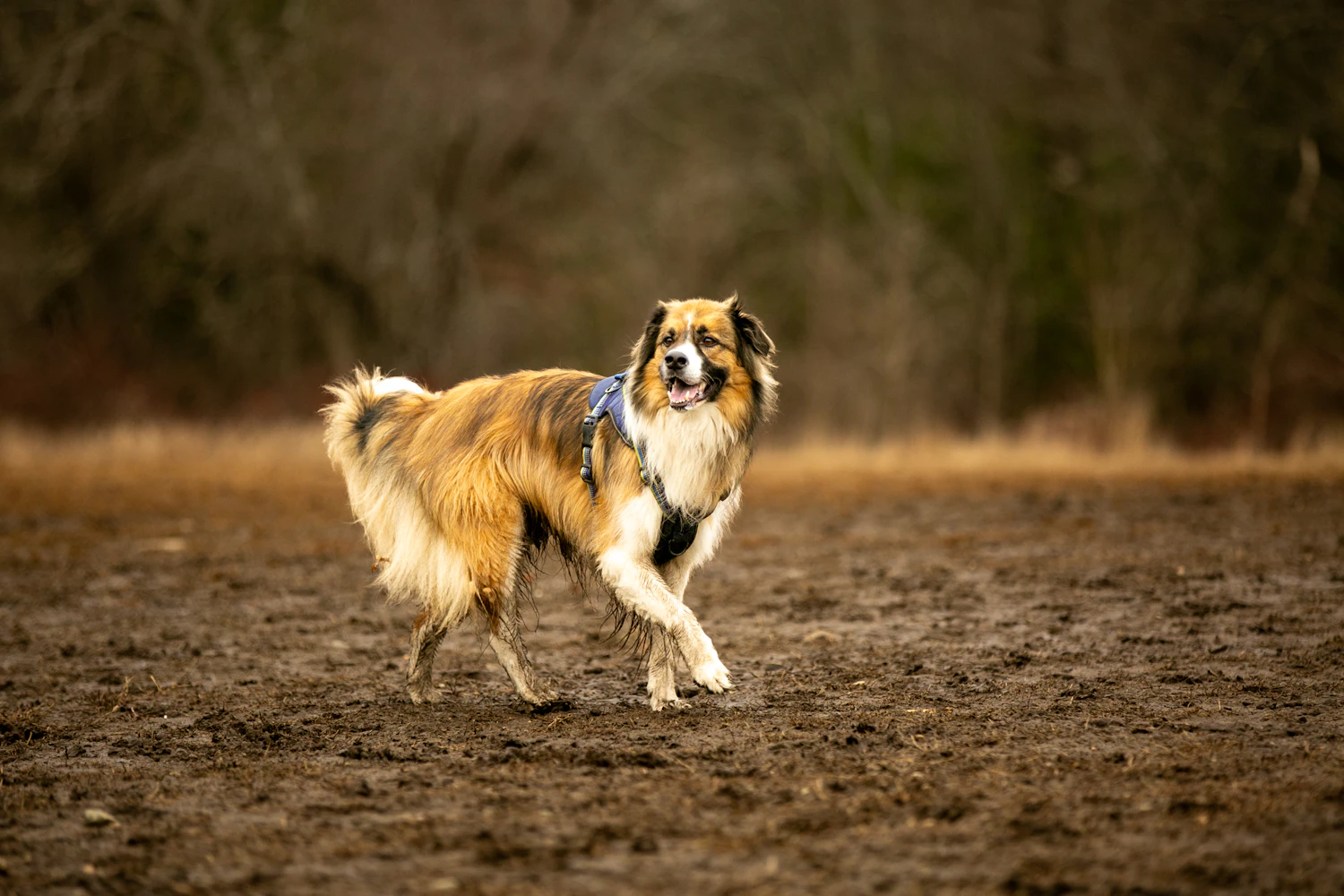 Collie trotting across bare winter earth in a blue pulling harness, coat matted at the shoulders