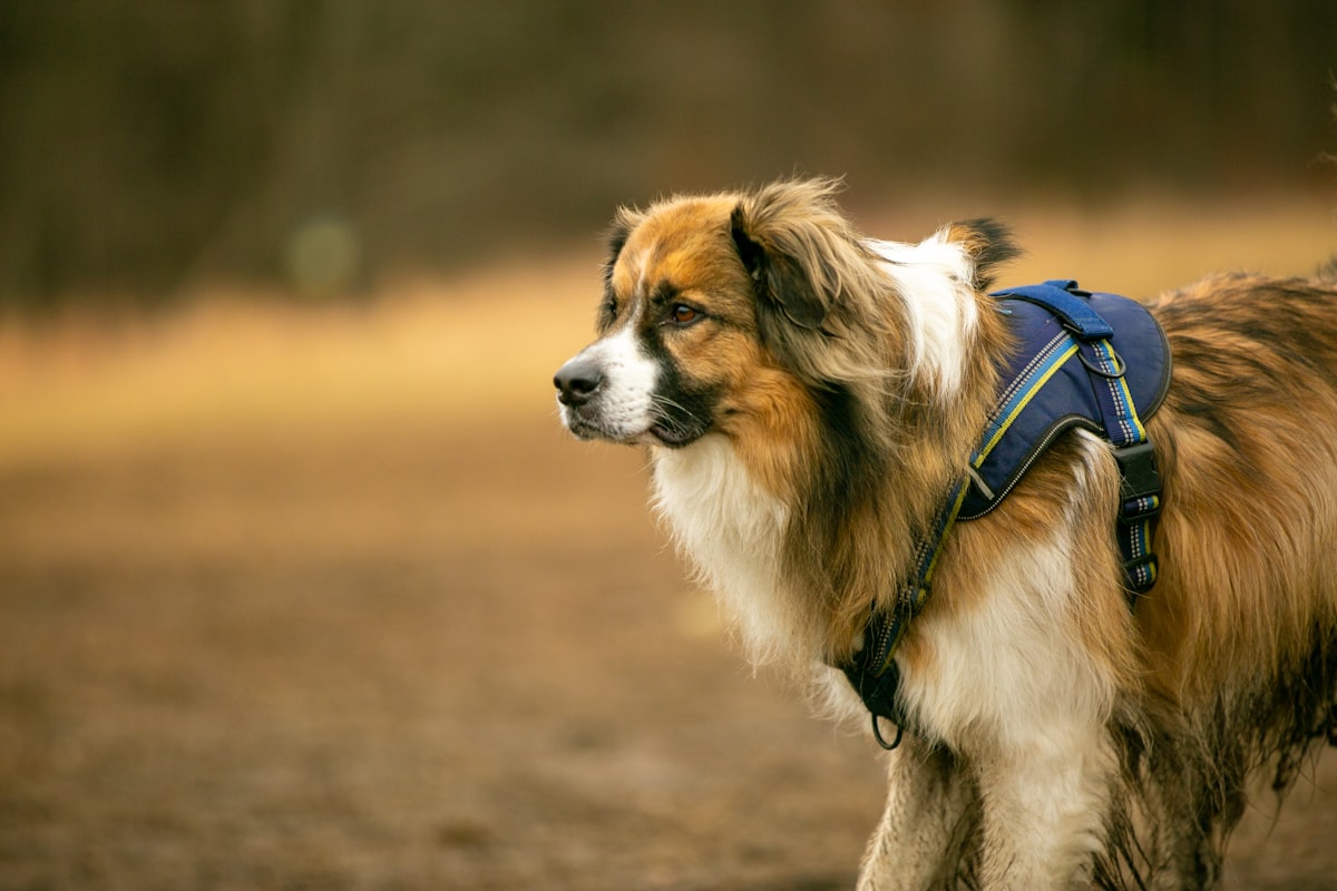 Fluffy dog with harness in open field ready for outdoor adventure