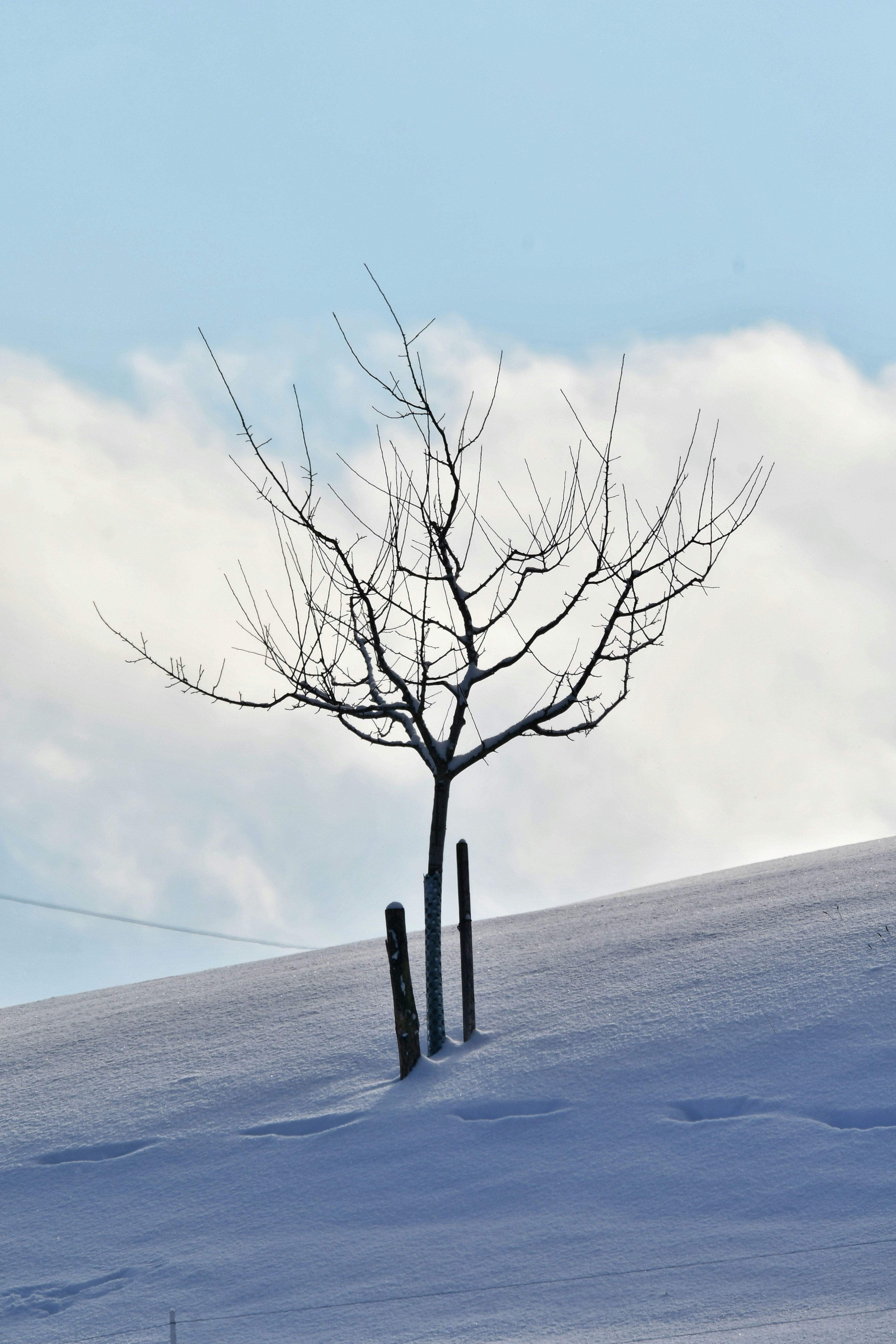 Photo by pedrino5_official