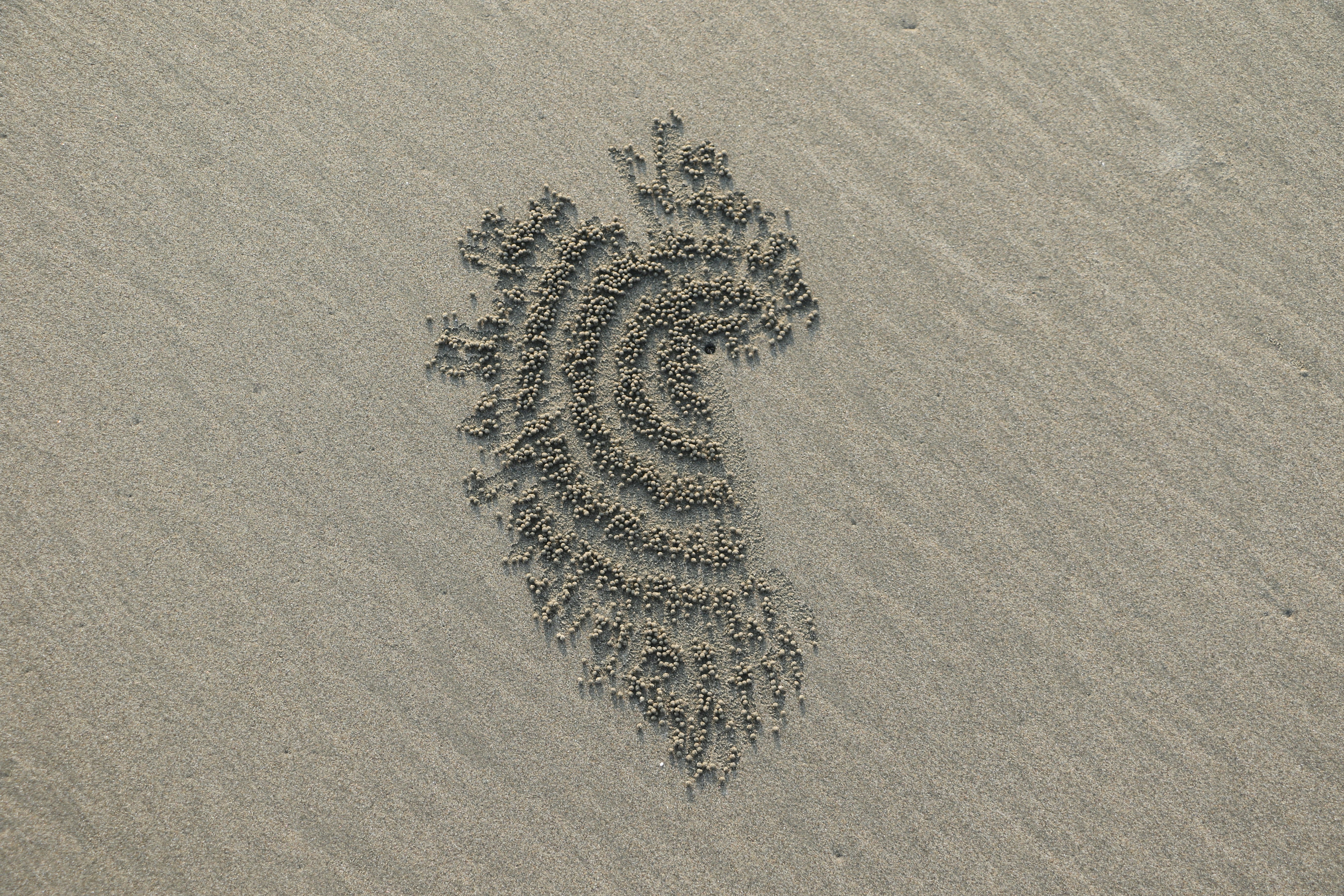Sand patterns created by crabs on a beach