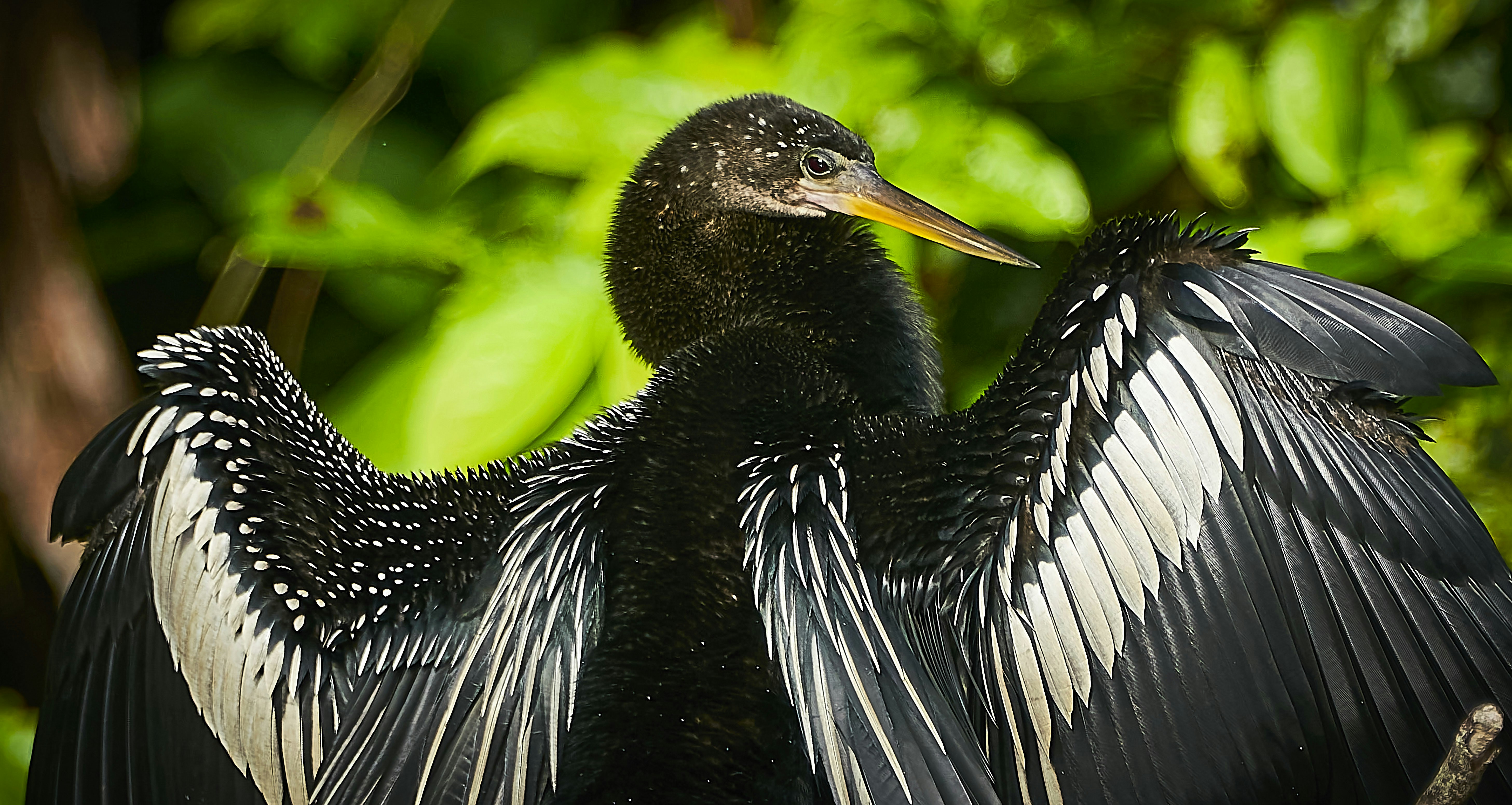 Ein dunkler Vogel mit weiß gesprenkelten Flügeln breitet seine Flügel aus.