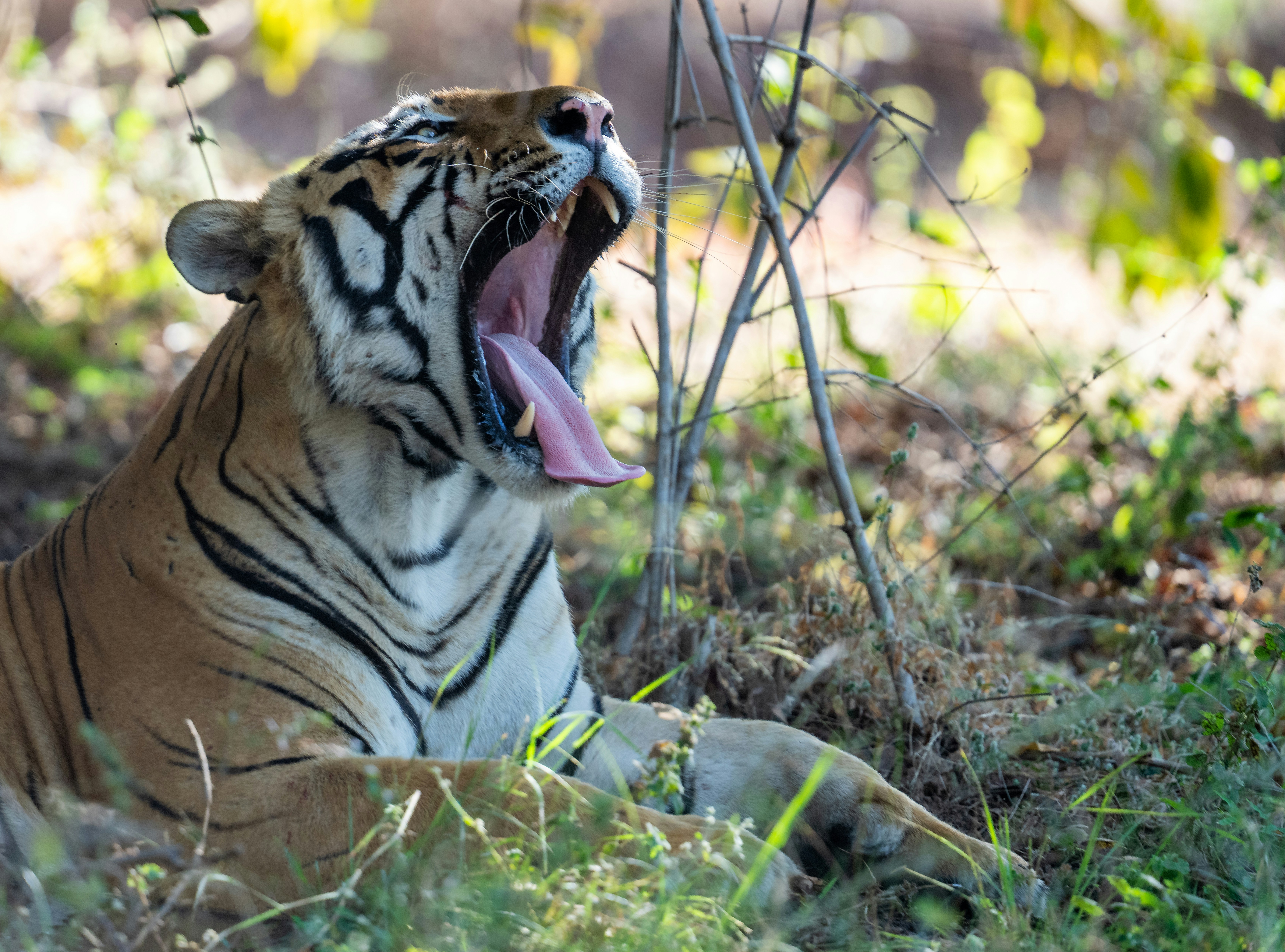 虎が陽光の照らされた森の空き地で大きくあくびをしている。